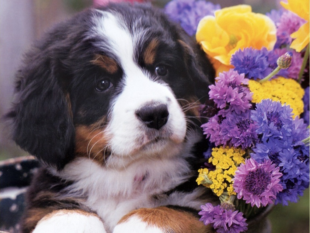 Flowers and Puppies Free Wallpaper