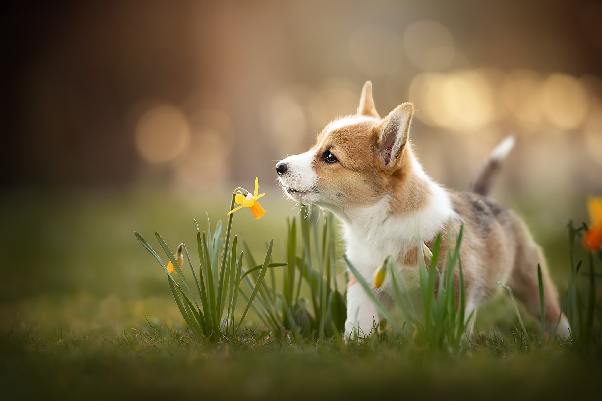 Wallpaper, puppies, dog, flowers, animals, mammals 2048x1365