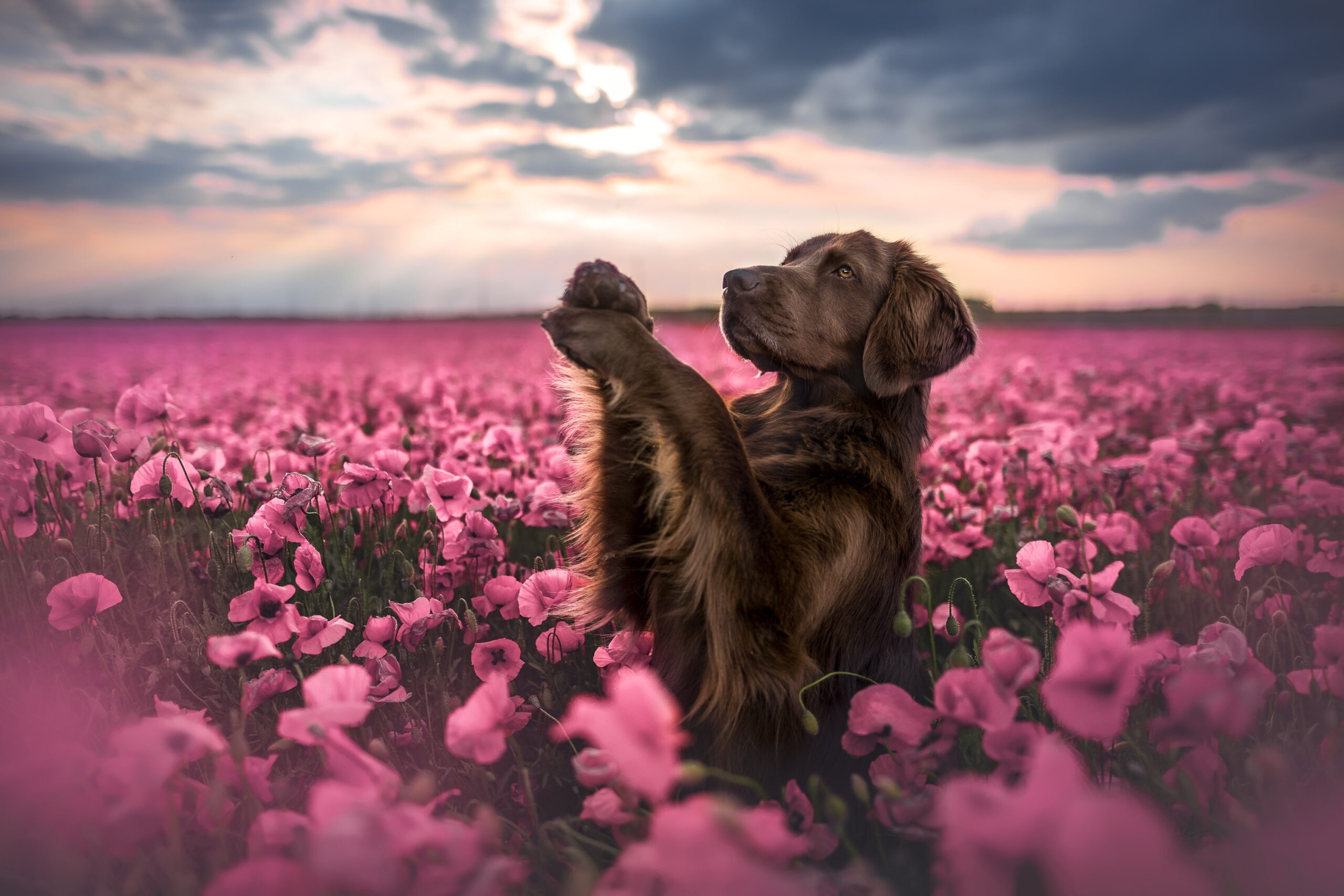 Dog HD, Puppy, Pink Flower Gallery HD Wallpaper