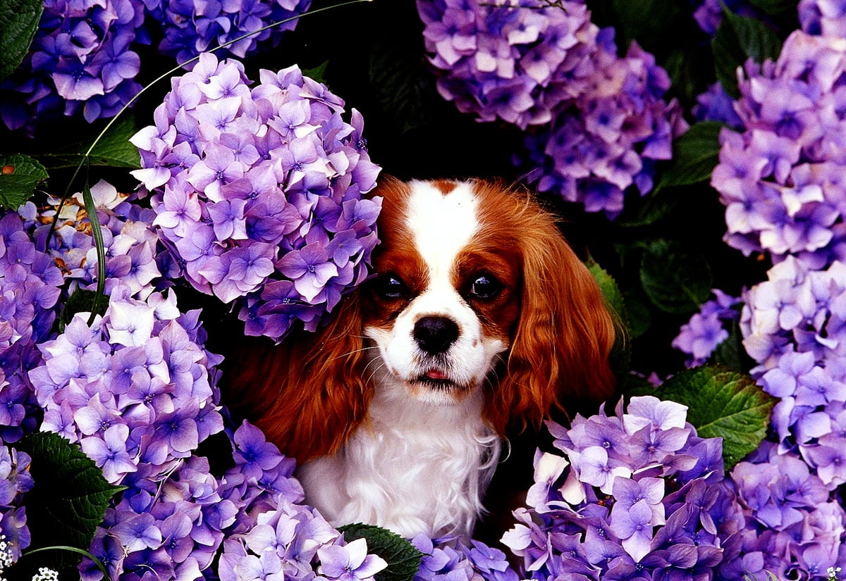 Dogs, Puppies, Flowers wallpaper. FREE Download pics