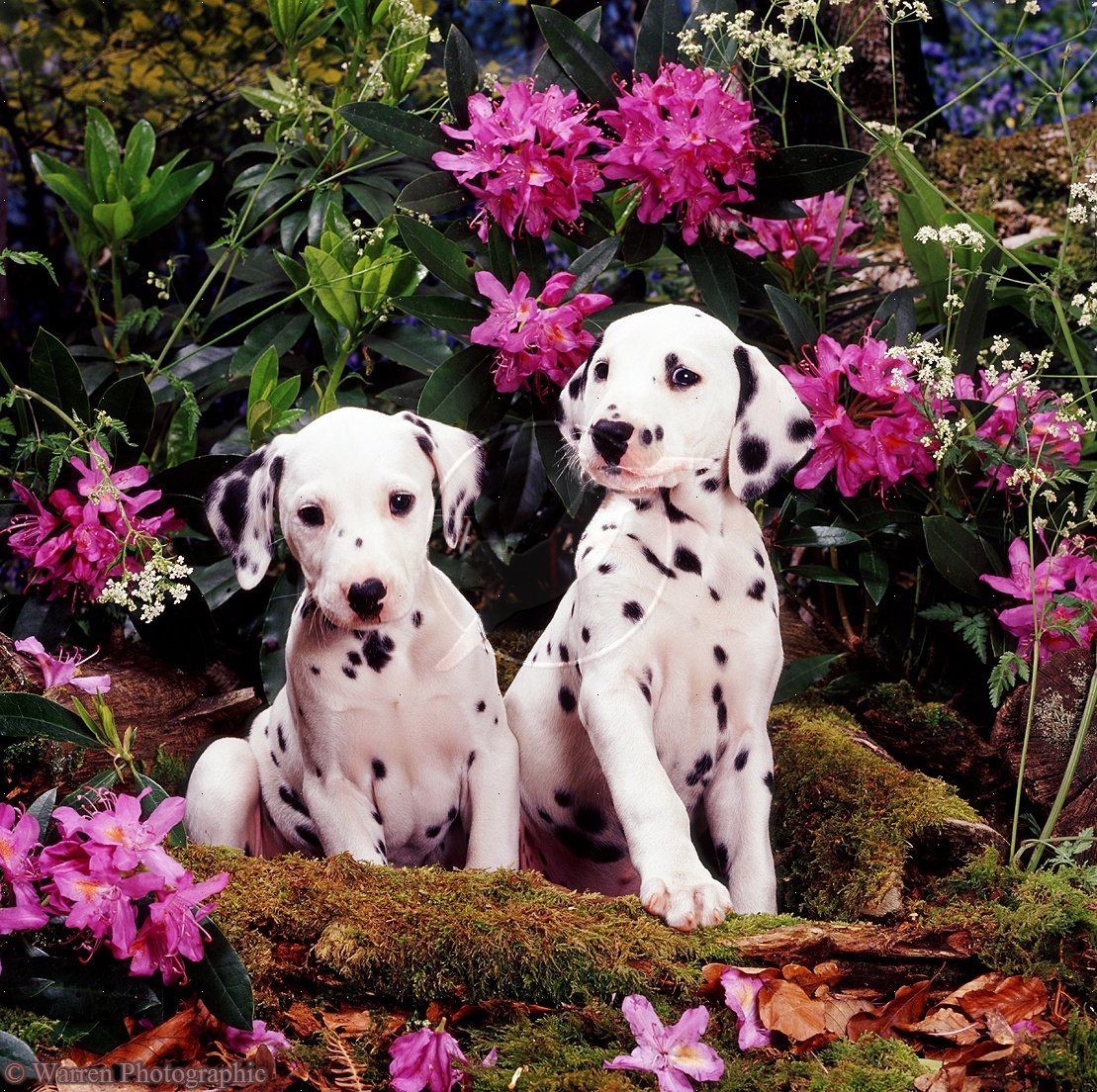 Dalmatian puppies in flowers photo and wallpaper. Beautiful Dalmatian puppies in flowers picture