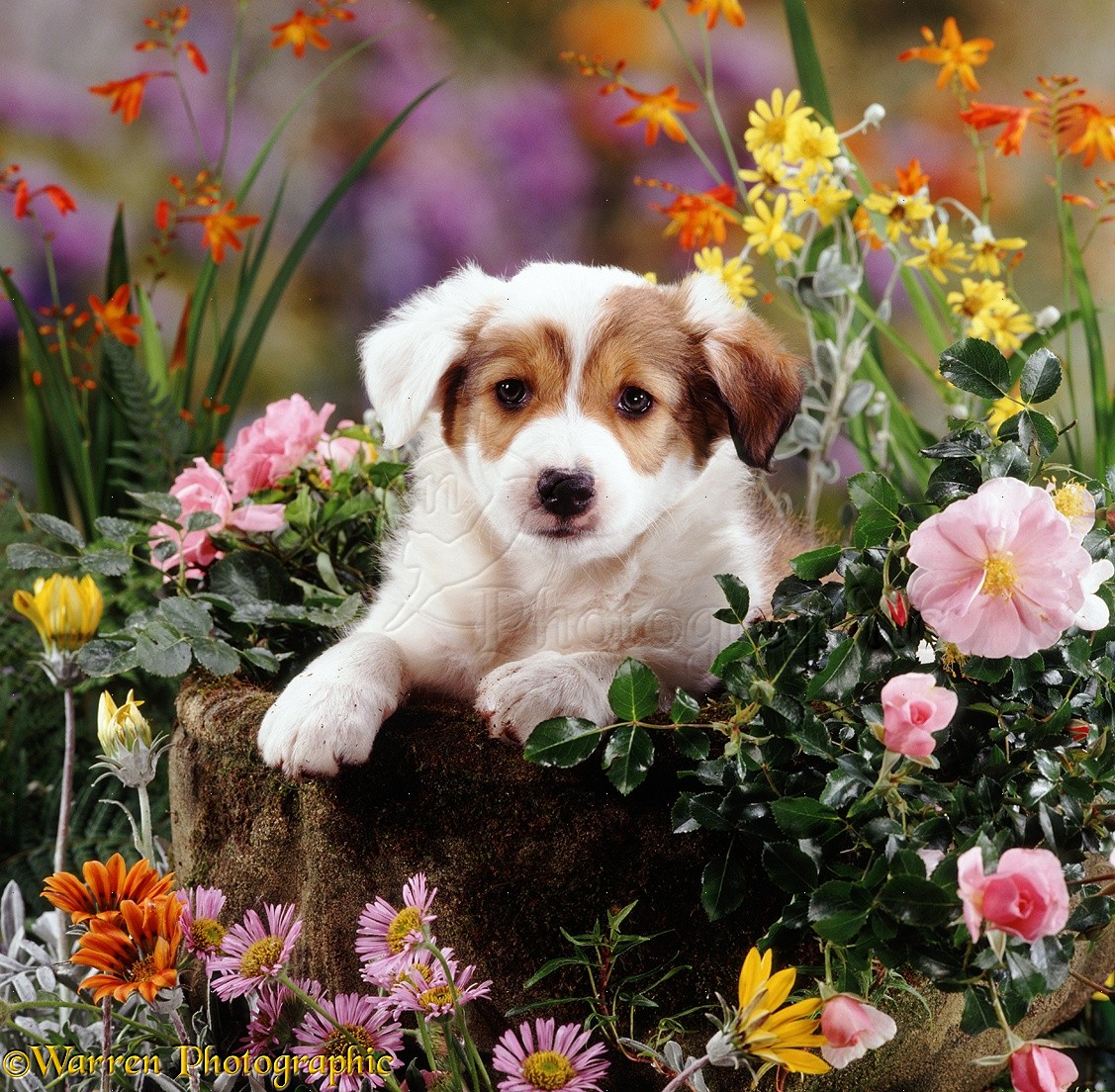Dog: Border Collie pup with flowers photo WP08740
