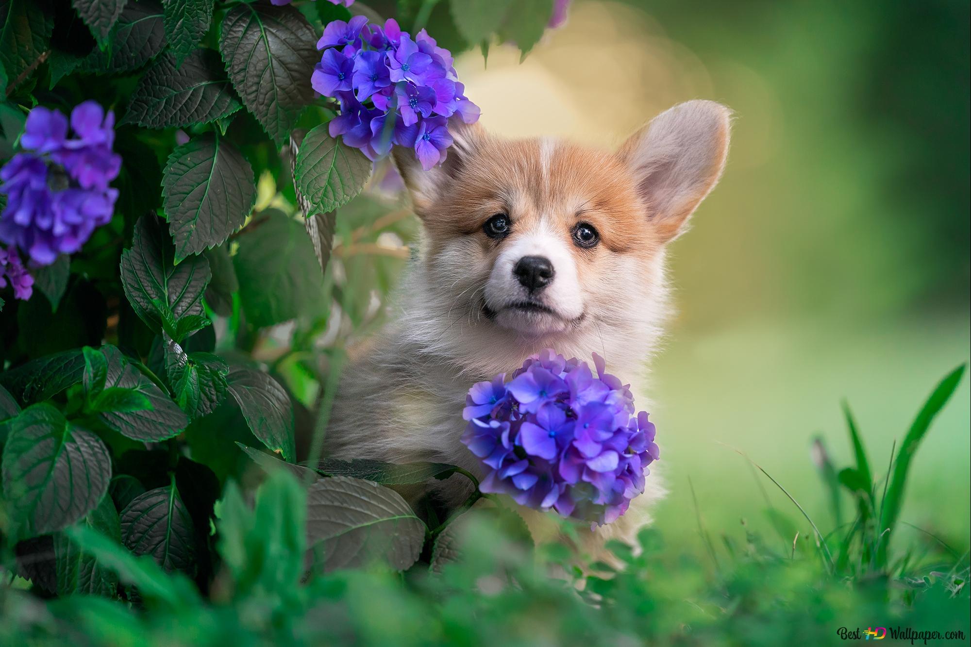 The cutest puppy hiding by the purple flower 2K wallpaper download