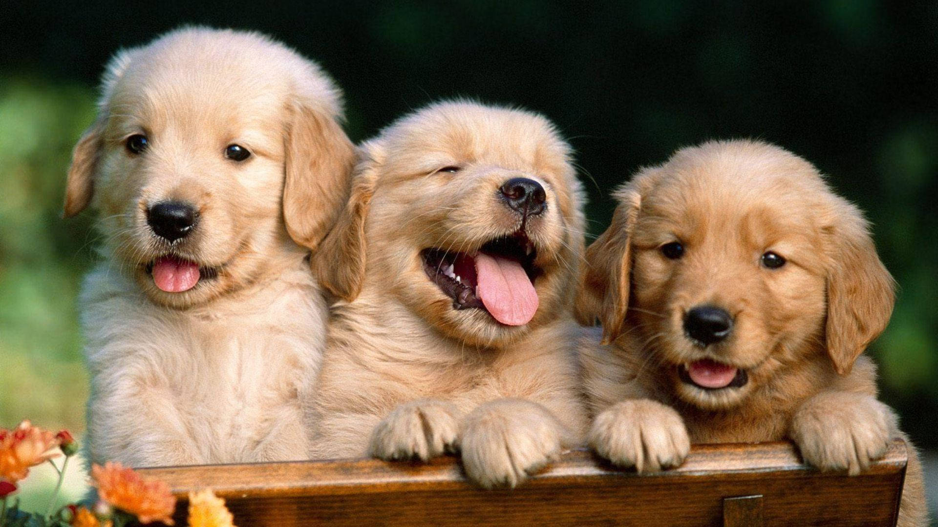 Puppies Wallpaper