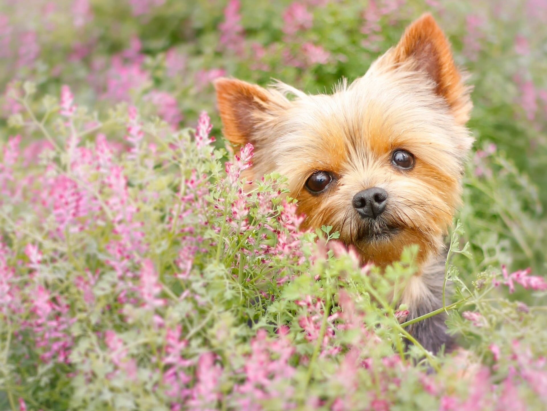 Flowers and Puppies Wallpaper