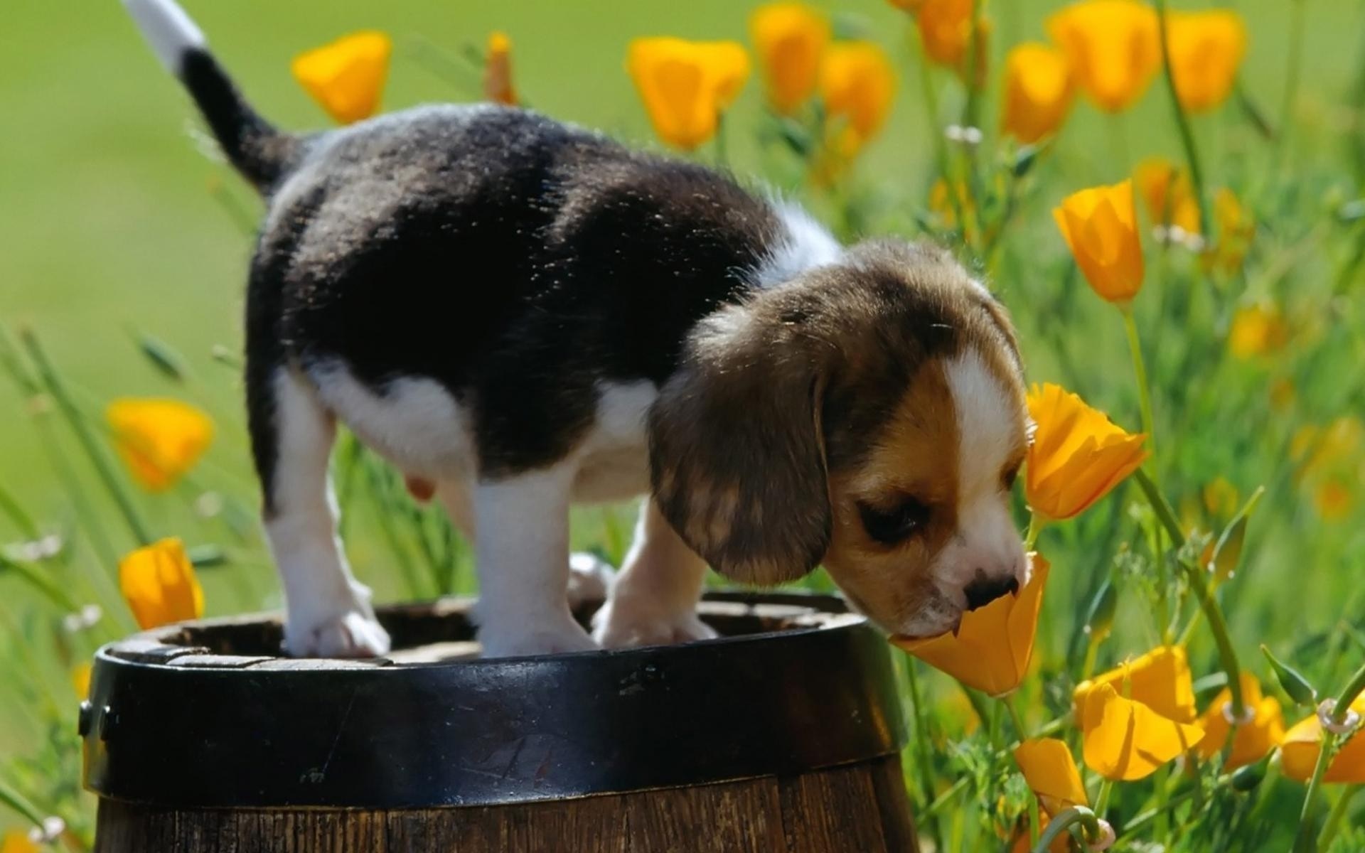 animals, nature, yellow flowers, field, dog, barrels, baby animals, puppies, Beagles, flower, puppy, mammal, vertebrate, dog like mammal, dog breed, hound, beagle Gallery HD Wallpaper
