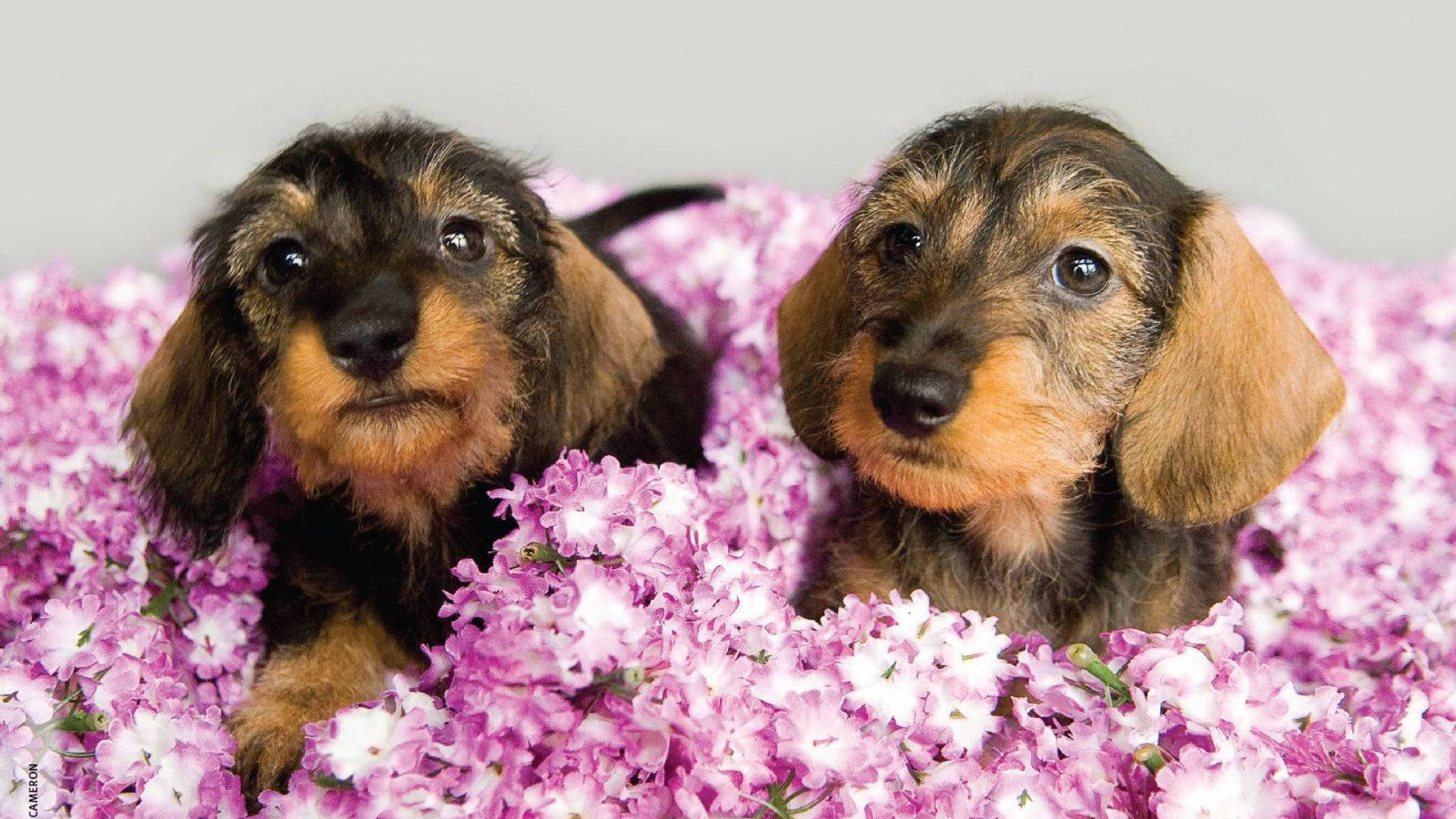 Download Puppies Surrounded By Pink Flowers Wallpaper