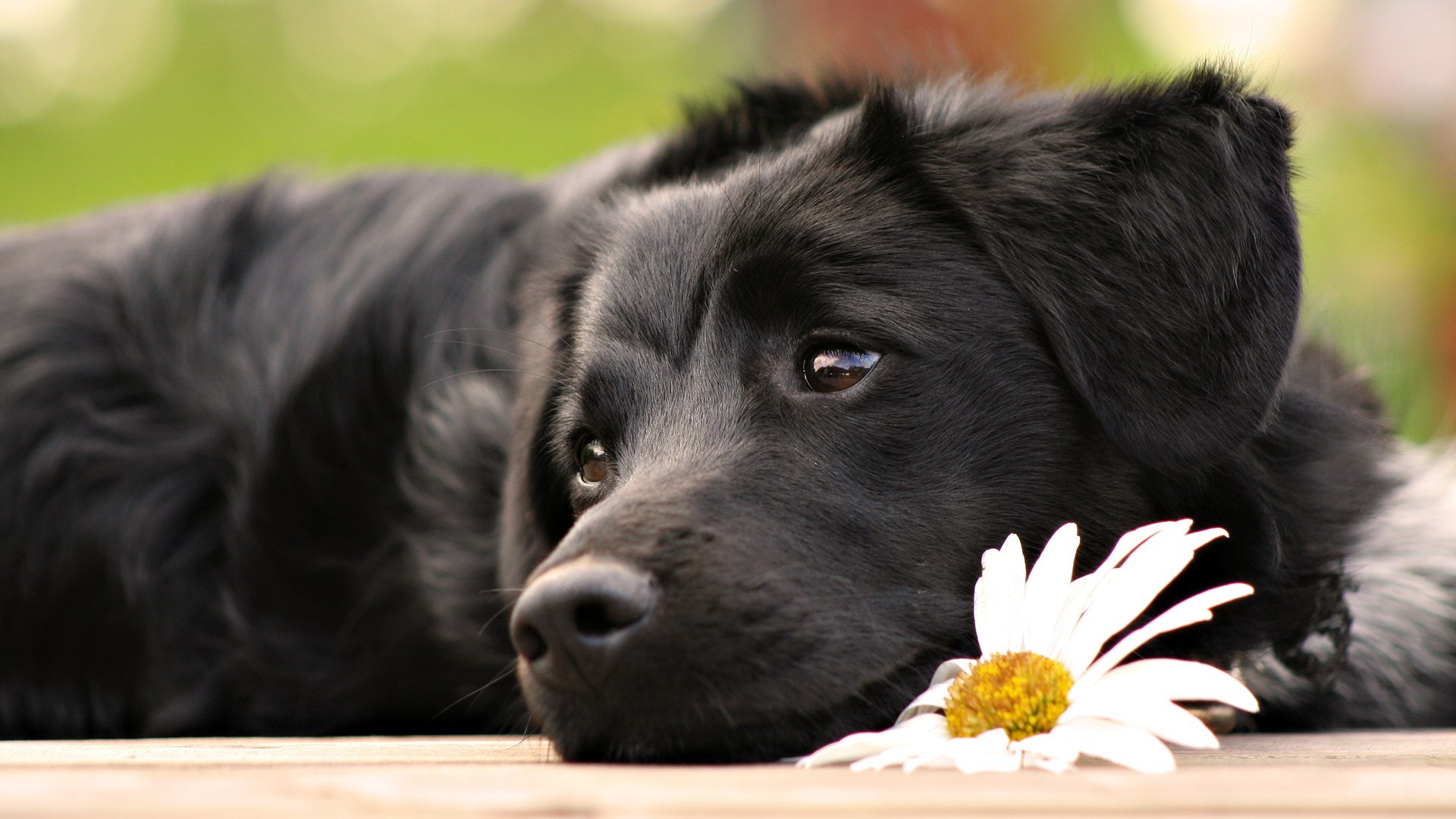 puppies, animals, flowers, baskets Gallery HD Wallpaper