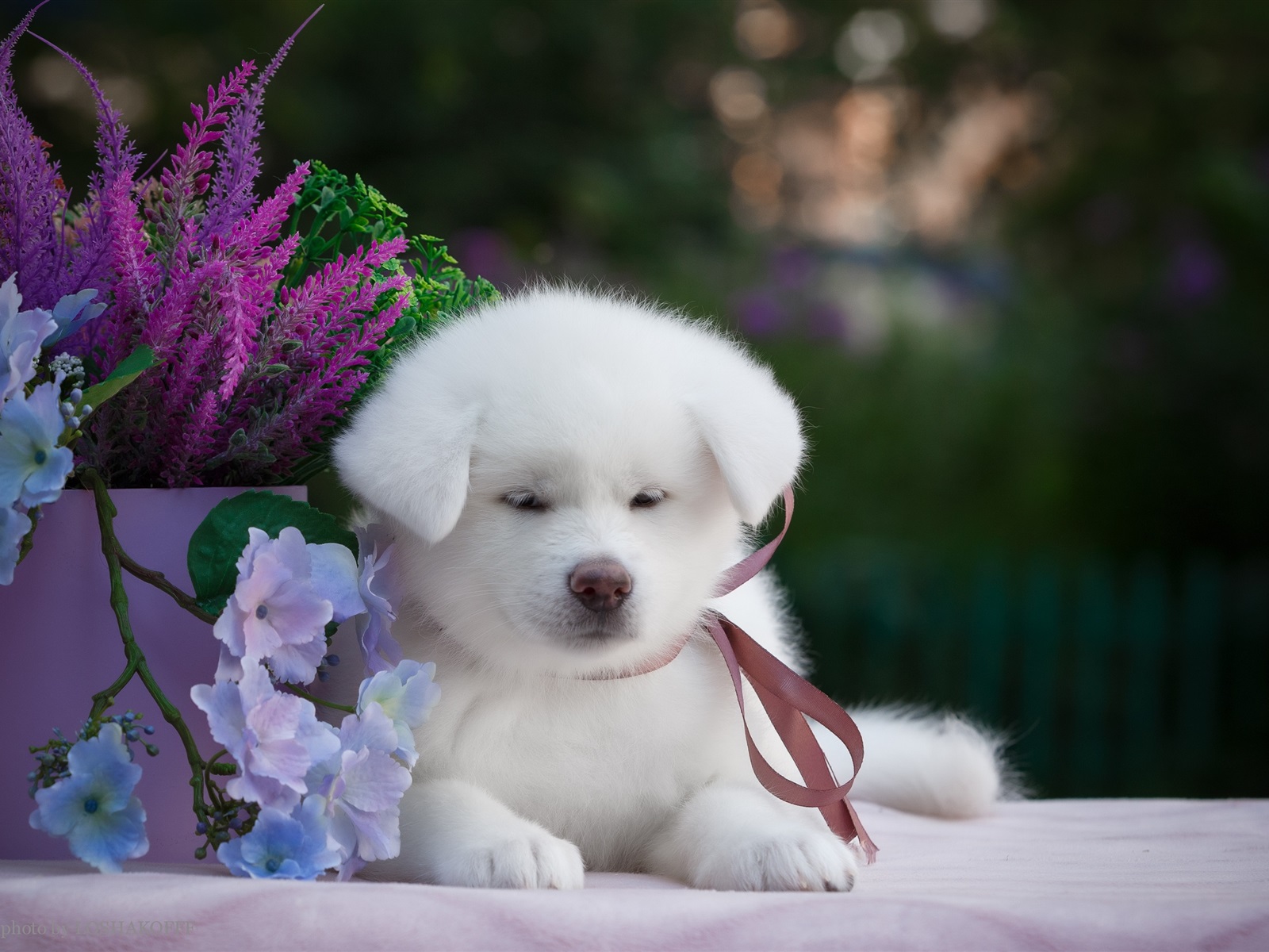 Wallpaper White puppy and flowers 2880x1800 HD Picture, Image