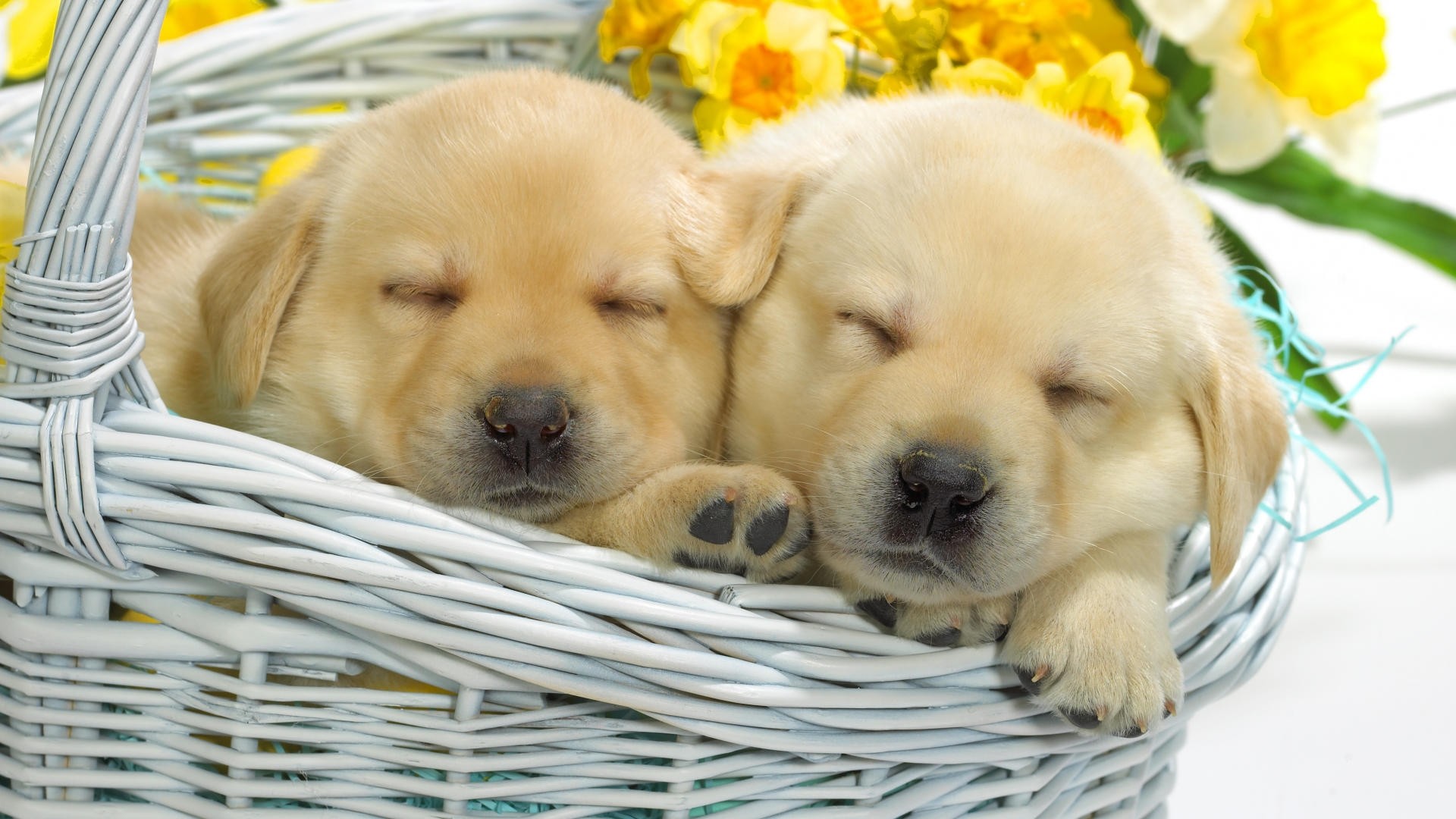 Puppies And Flowers Wallpaper