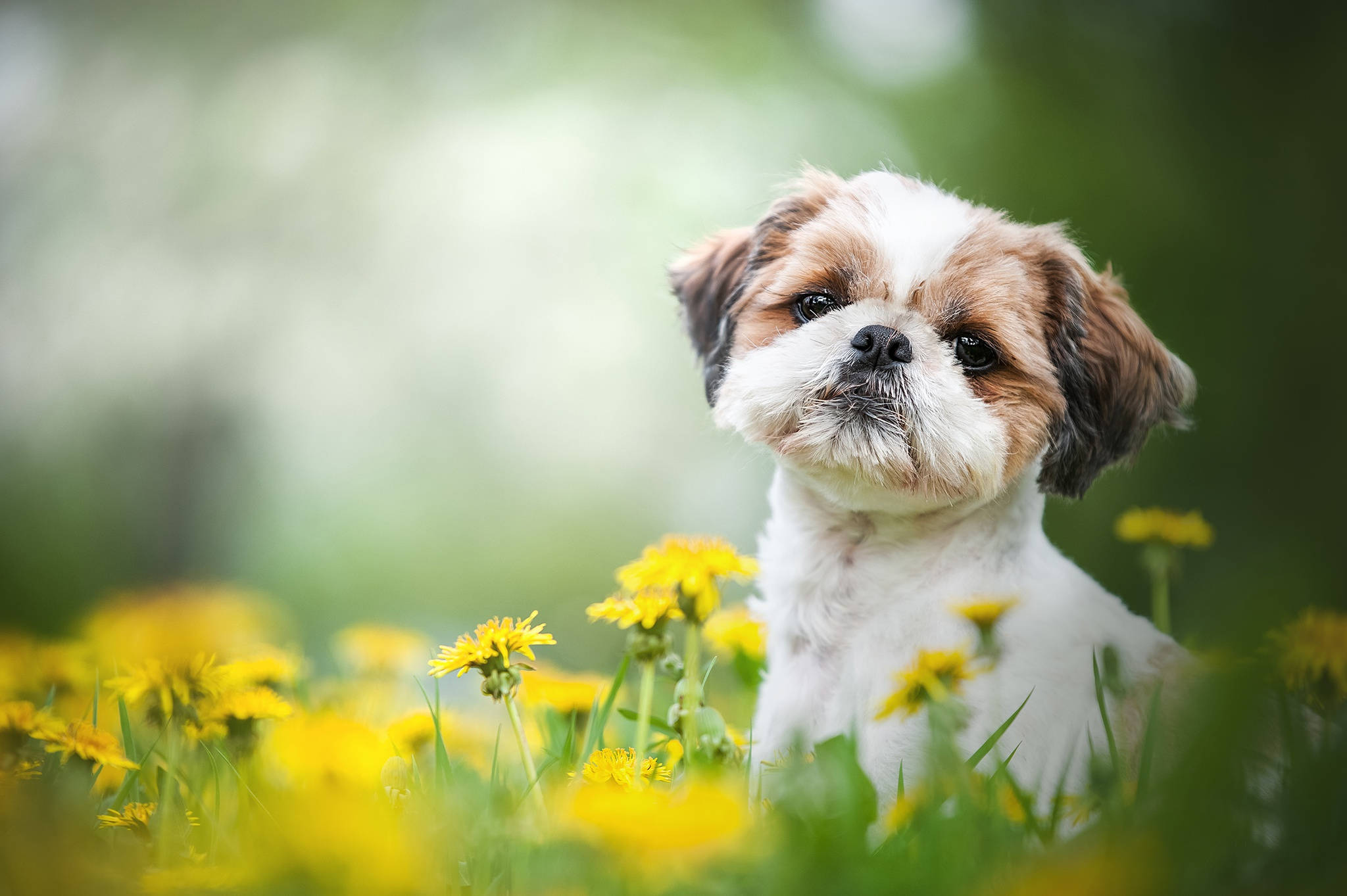 Download Puppy Dog With Yellow Flowers Wallpaper