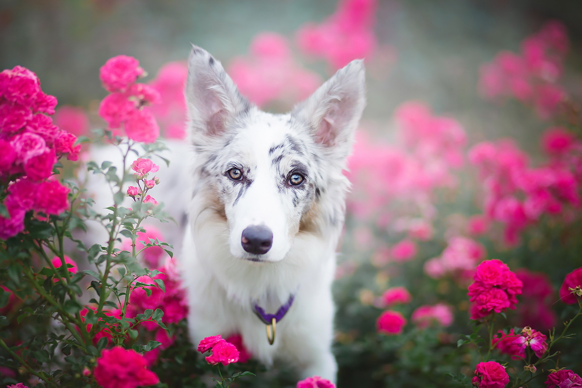 Puppies And Flowers Wallpaper