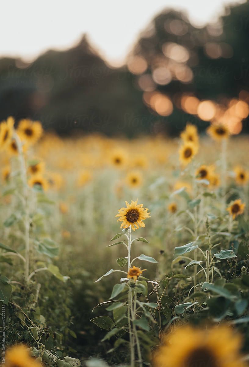 Sunflower Field. Sunflower fields, Summer background, Sunflower picture