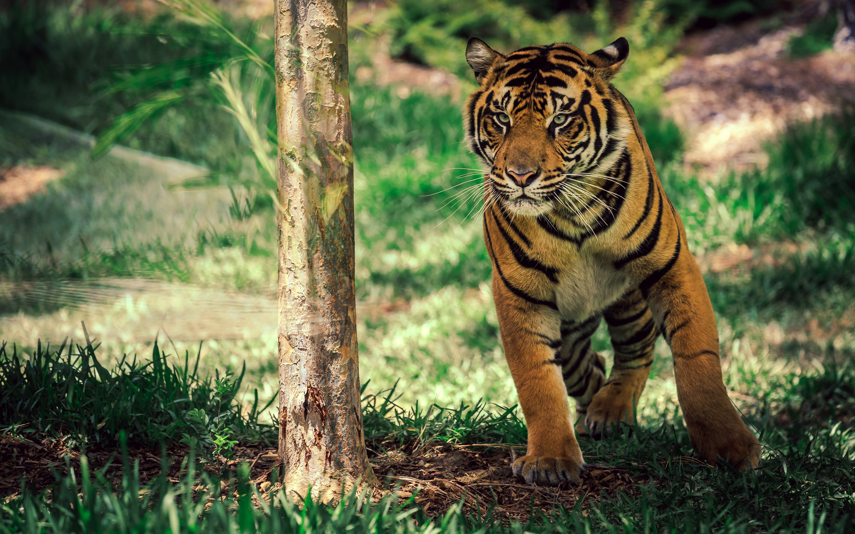 Wallpaper 4k Savanna Tiger Wildlife Wallpaper