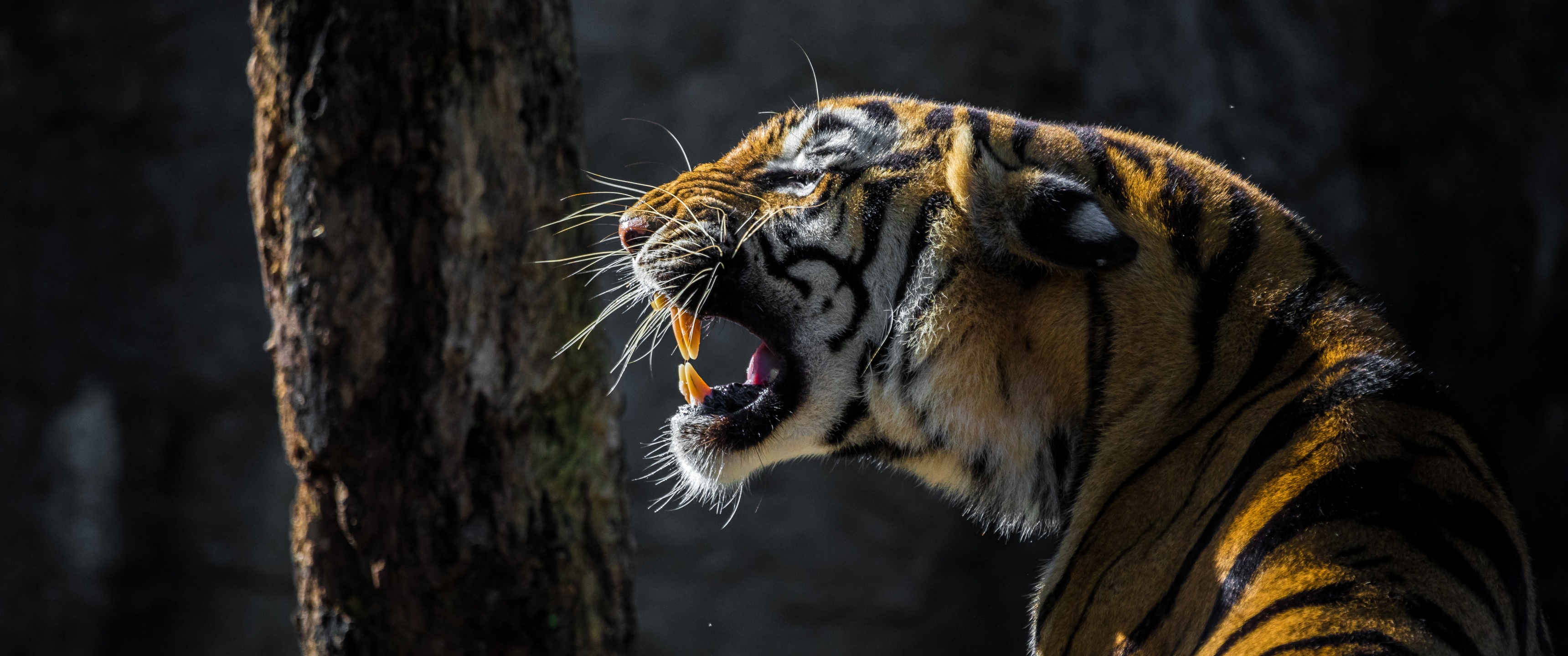 Tiger Wallpaper 4K, Big cat, Roaring, Wildlife, Tree