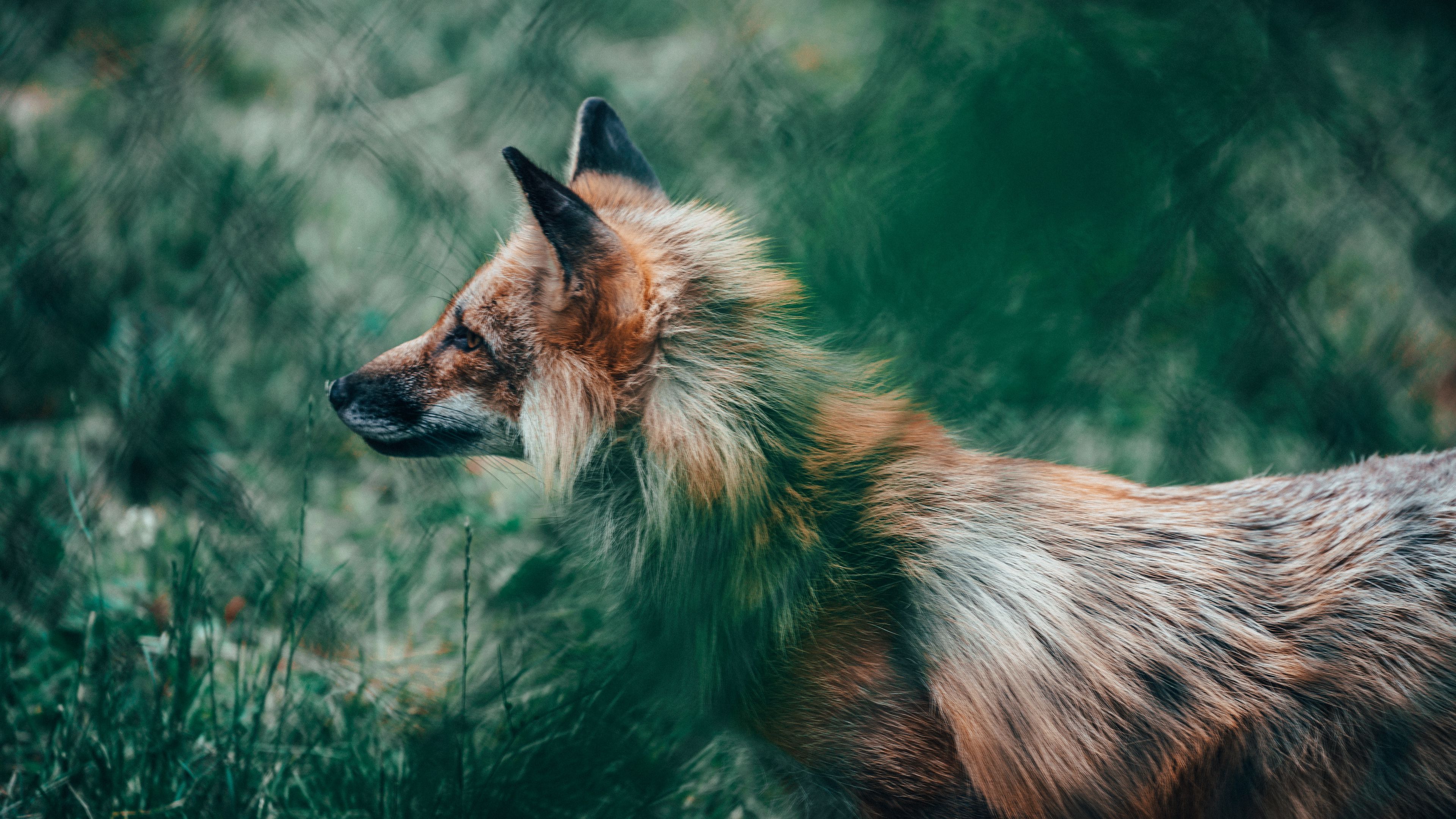 Wallpaper / fox, glance, animal, wildlife, 4k free download