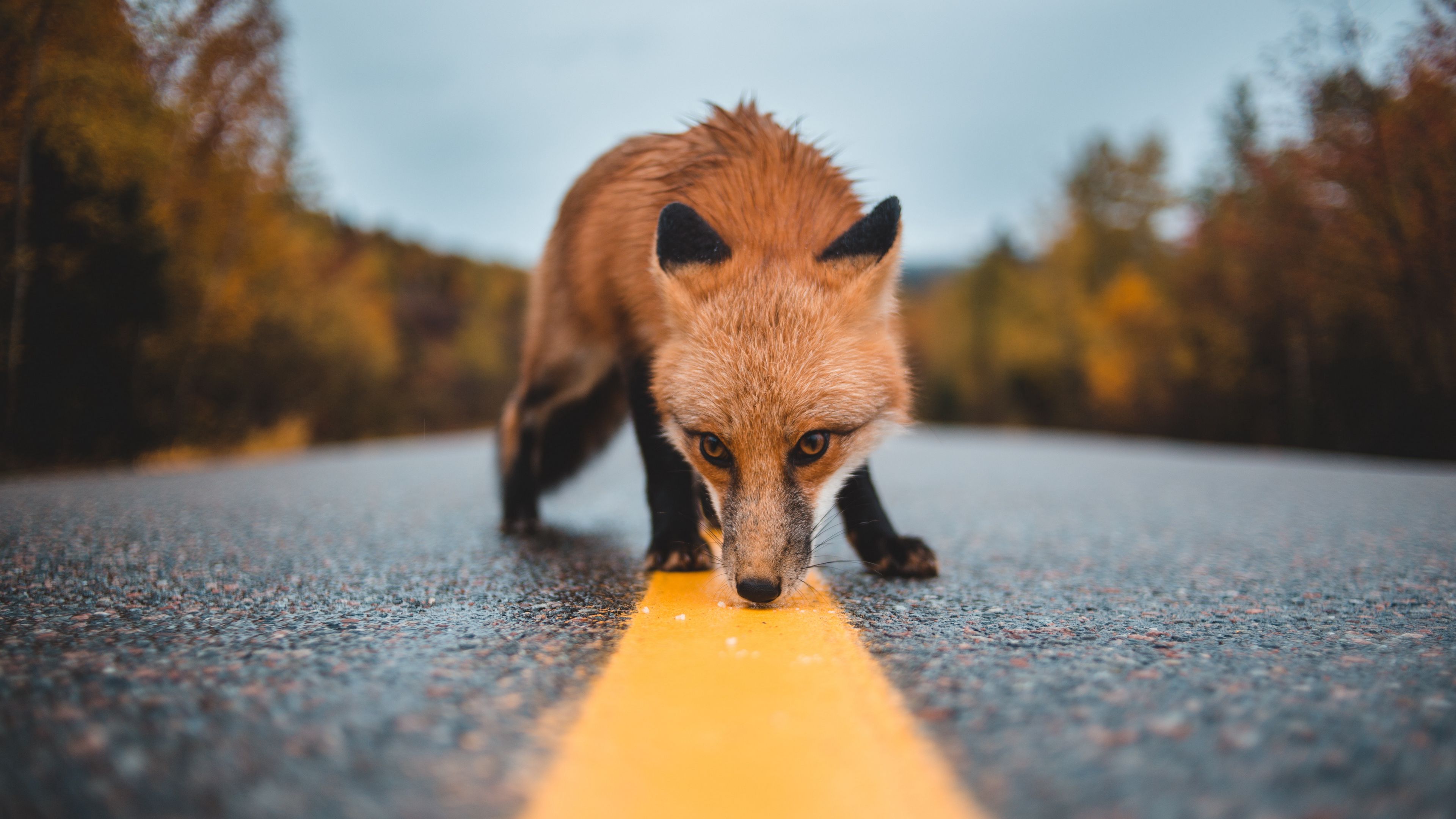 Wallpaper / fox, asphalt, markup, sniff, curiosity, wildlife, 4k free download