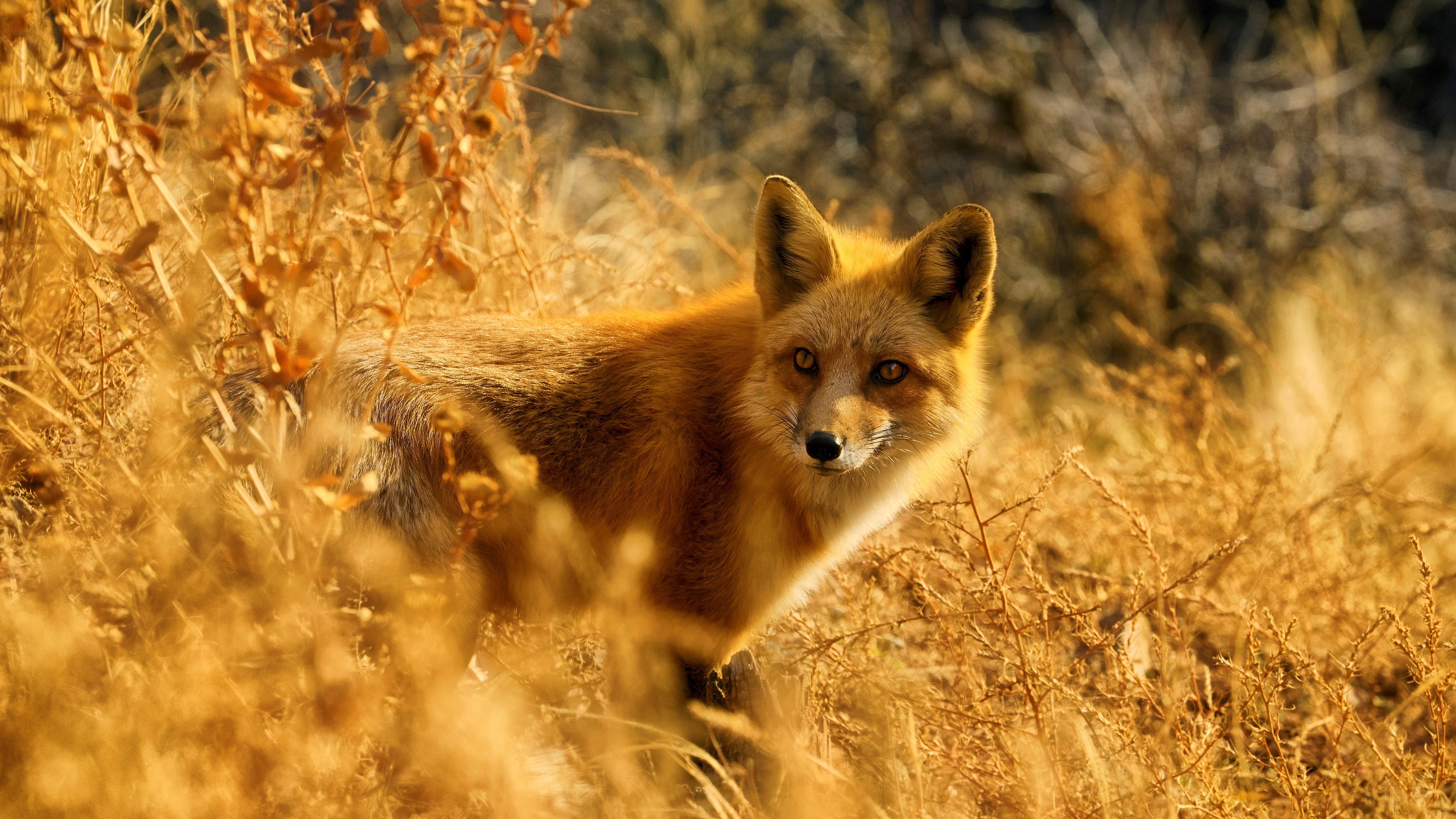 Fox, Wildlife 4k Gallery HD Wallpaper