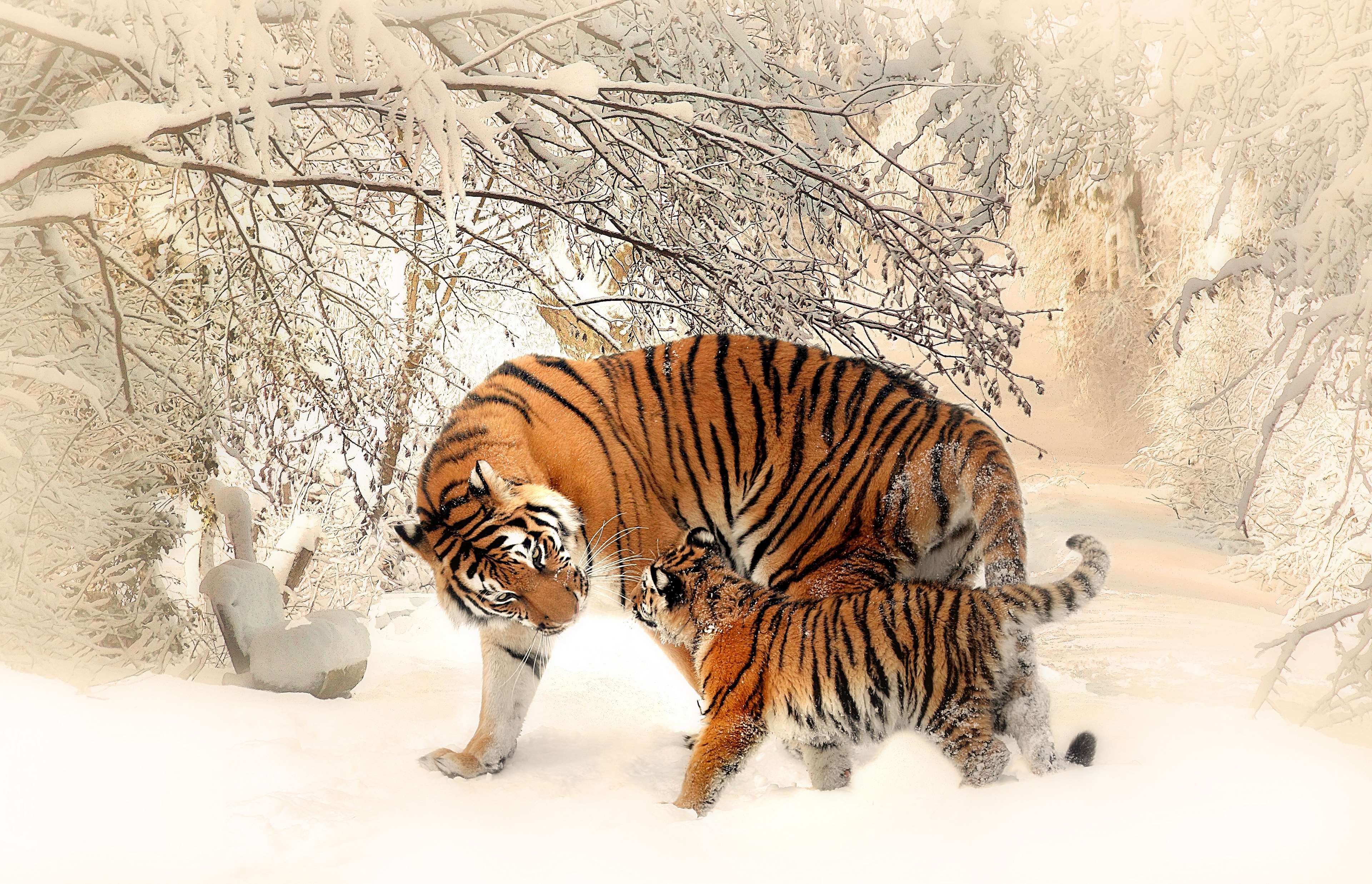 animal photography, animals, big cats, cold, forest, nature, snow, tigers, wild cats, wilderness, wildlife, winter 4k wallpaper