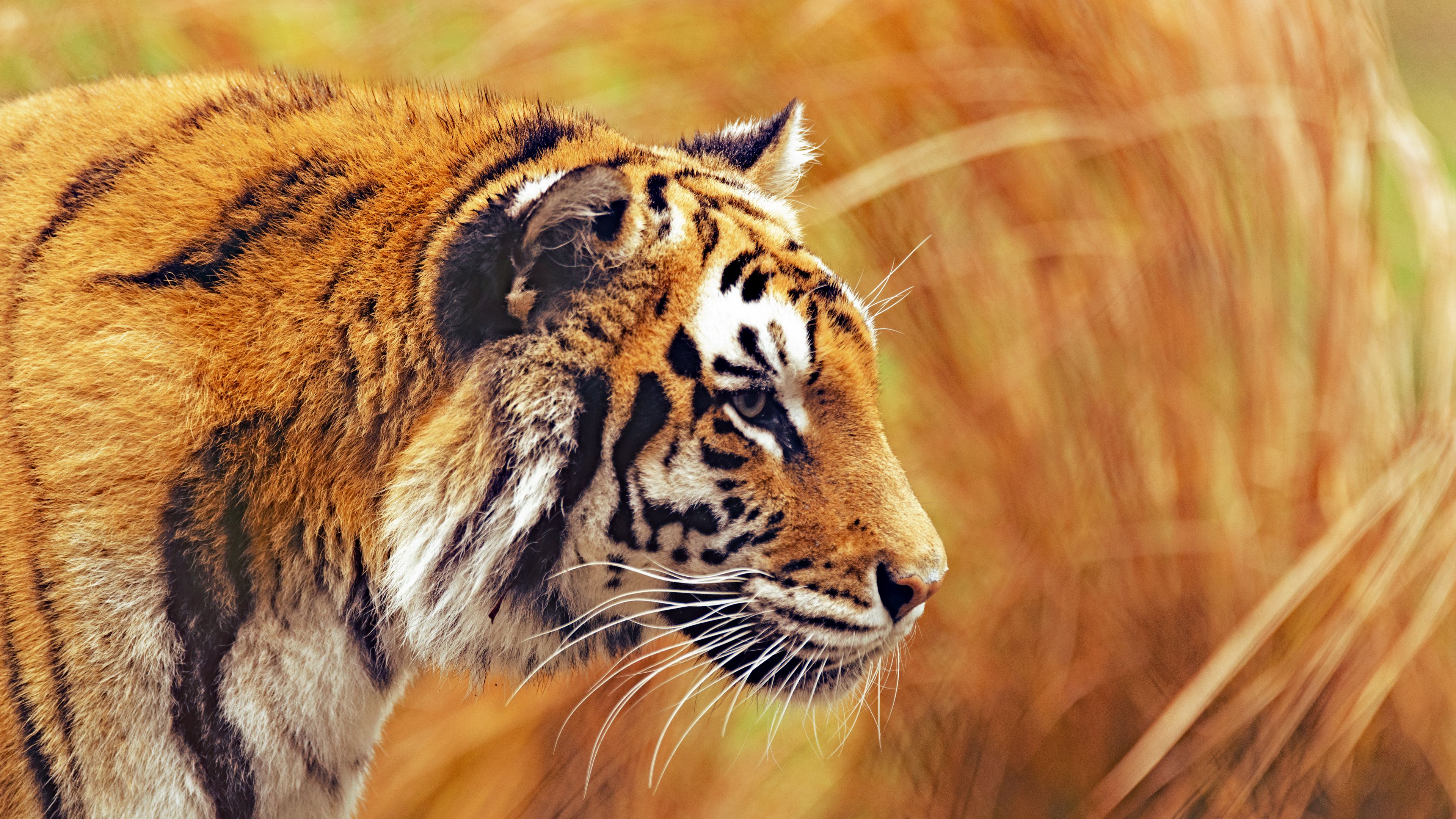 Wallpaper / tiger, predator, wildlife, big cat, striped, 4k free download