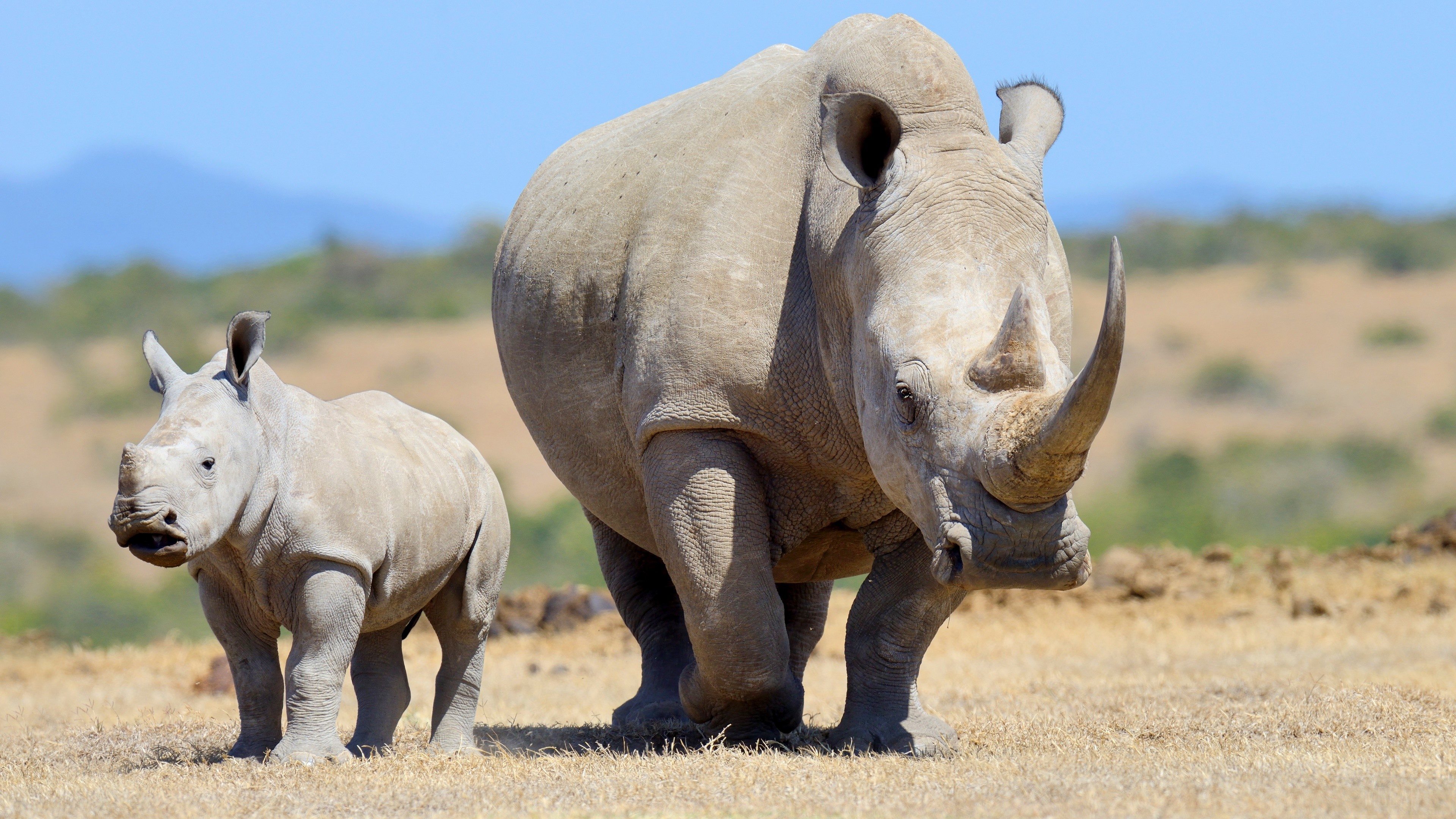 Baby Animal, Rhino, Wildlife 4k Gallery HD Wallpaper