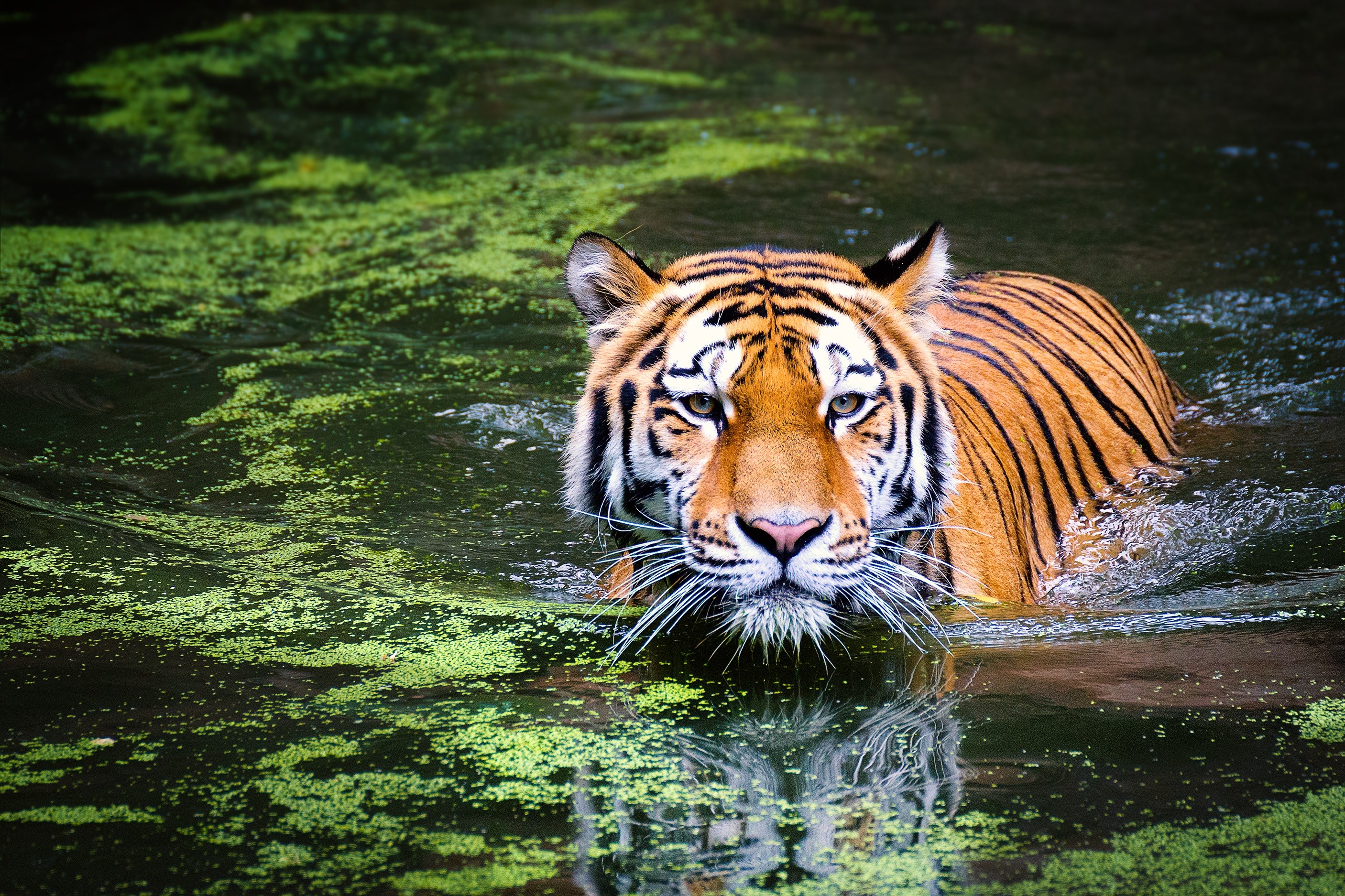 Wallpaper / tiger wildlife zoo cat animal world 4k wallpaper free download