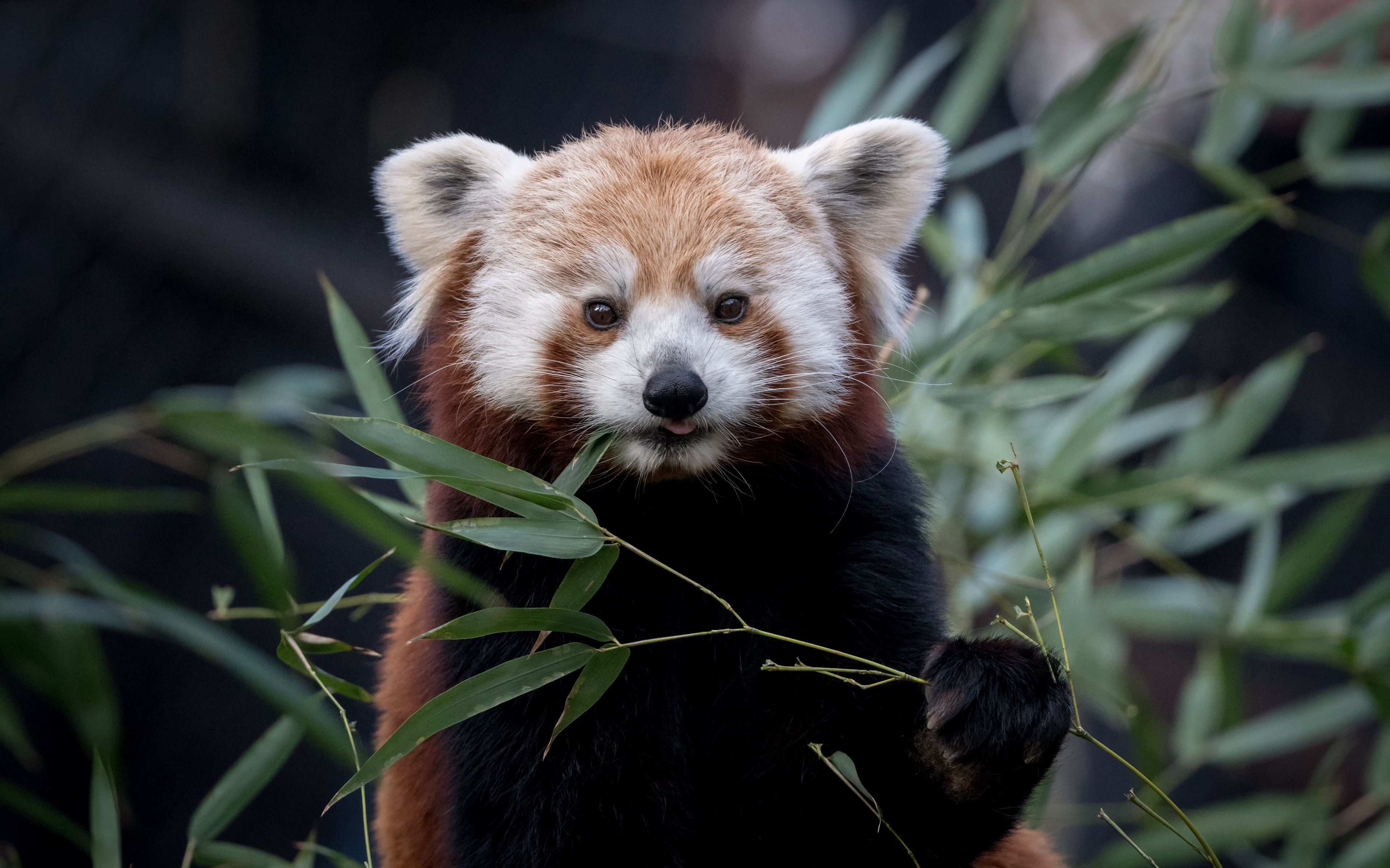 Download wallpaper 3840x2400 red panda, wildlife, leaves, animal 4k ultra HD 16:10 HD background
