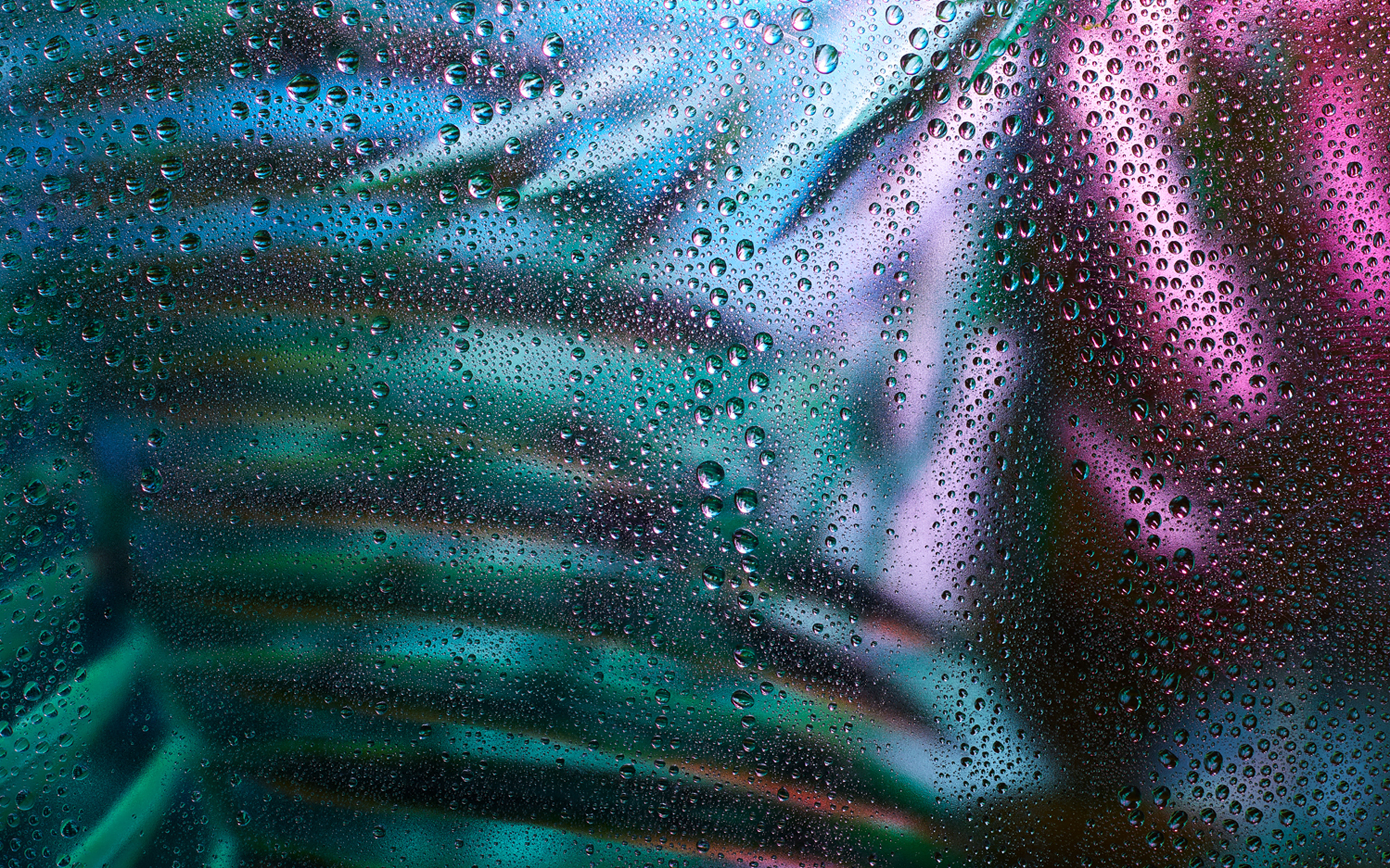 wallpaper for desktop, laptop. raindrop exotic plant art illustration