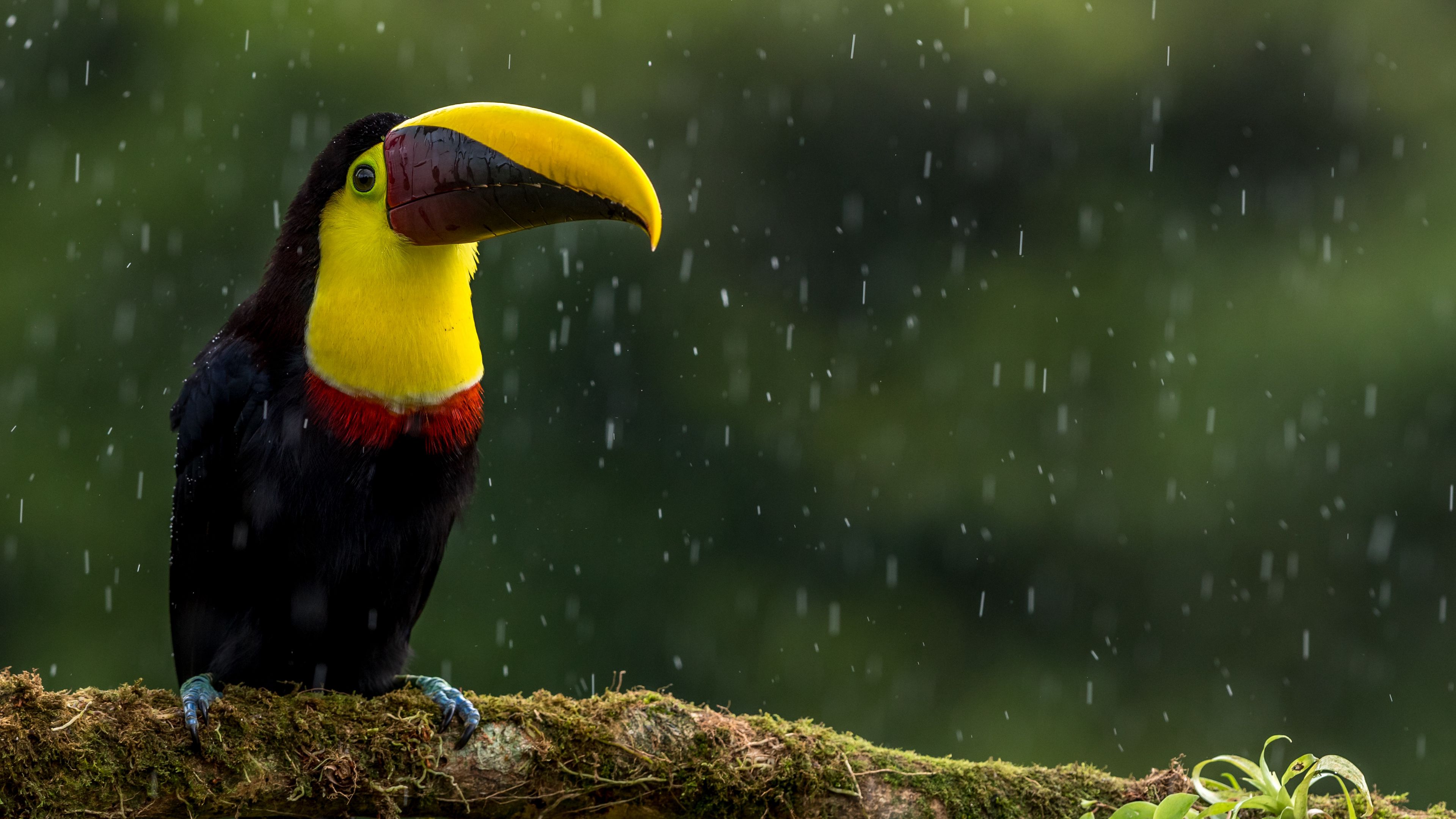 Download wallpaper 3840x2160 toucan, bird, beak, color, branch, exotic 4k uhd 16:9 HD background