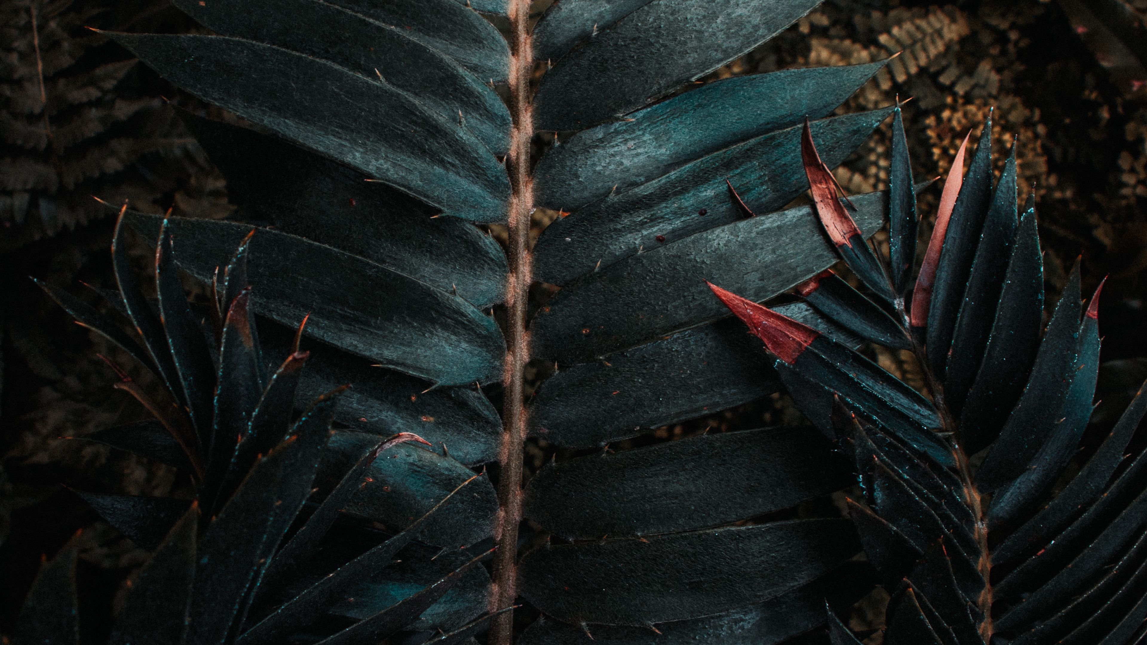 Download wallpaper 3840x2160 leaves, plant, carved, exotic 4k uhd 16:9 HD background