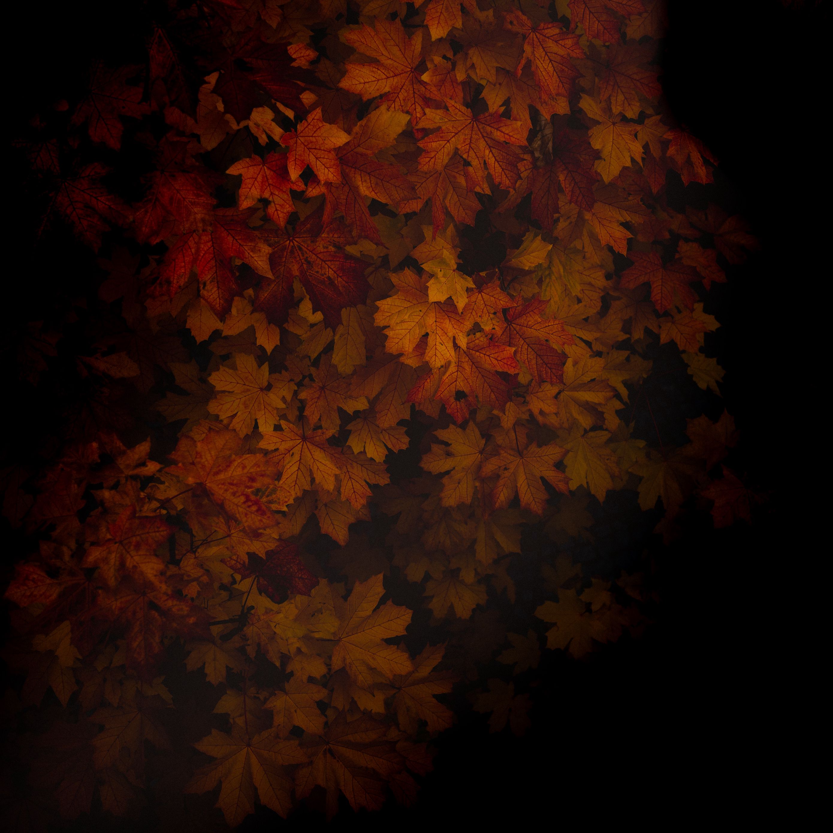 Download wallpaper 2780x2780 maple, leaves, dark, tree, autumn, shadow ipad air, ipad air 2, ipad 3, ipad 4, ipad mini 2, ipad mini 3, ipad mini 4, ipad pro 9.7 for parallax HD background