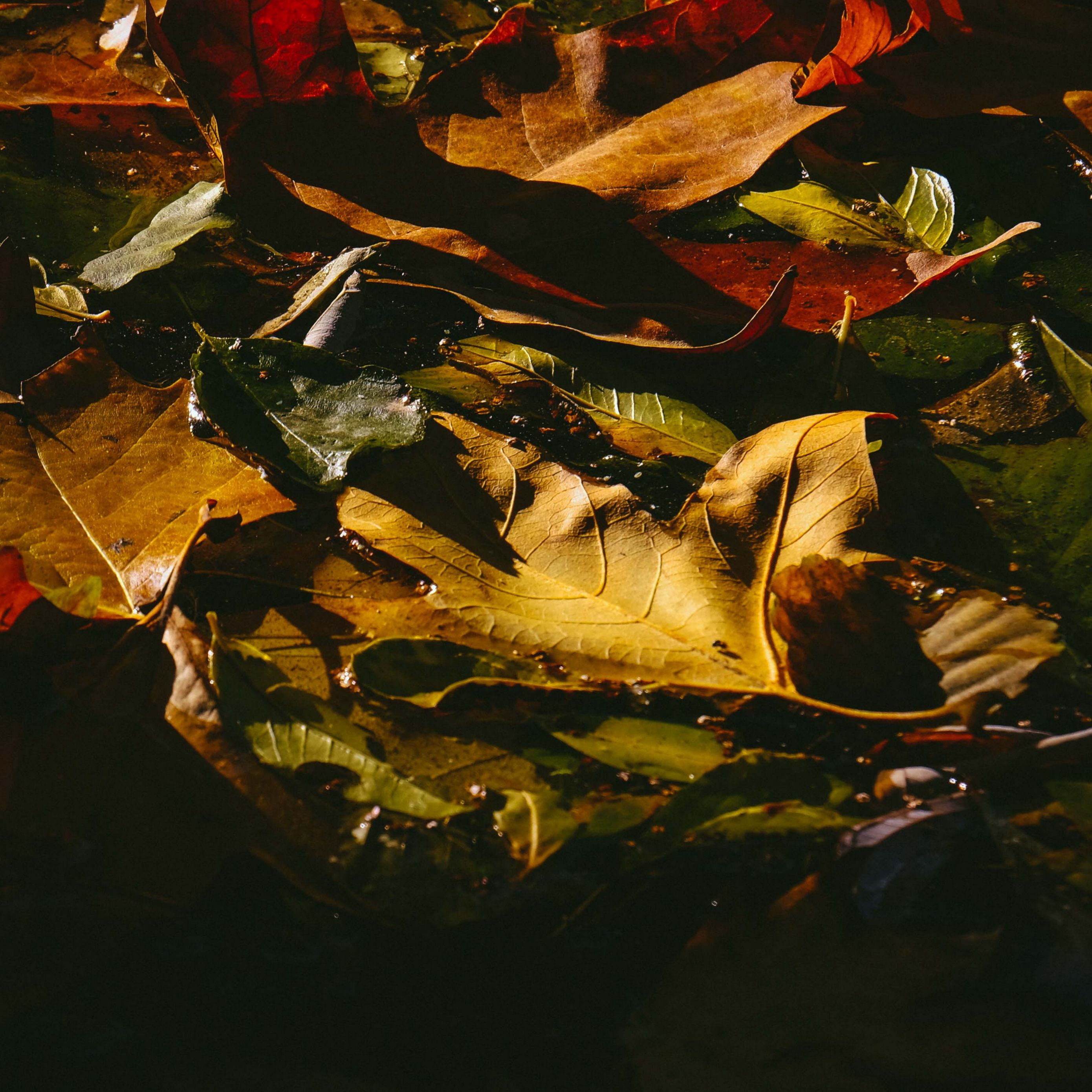 Download wallpaper 2780x2780 leaves, fallen, wet, dark, autumn ipad air, ipad air 2, ipad 3, ipad 4, ipad mini 2, ipad mini 3, ipad mini 4, ipad pro 9.7 for parallax HD background