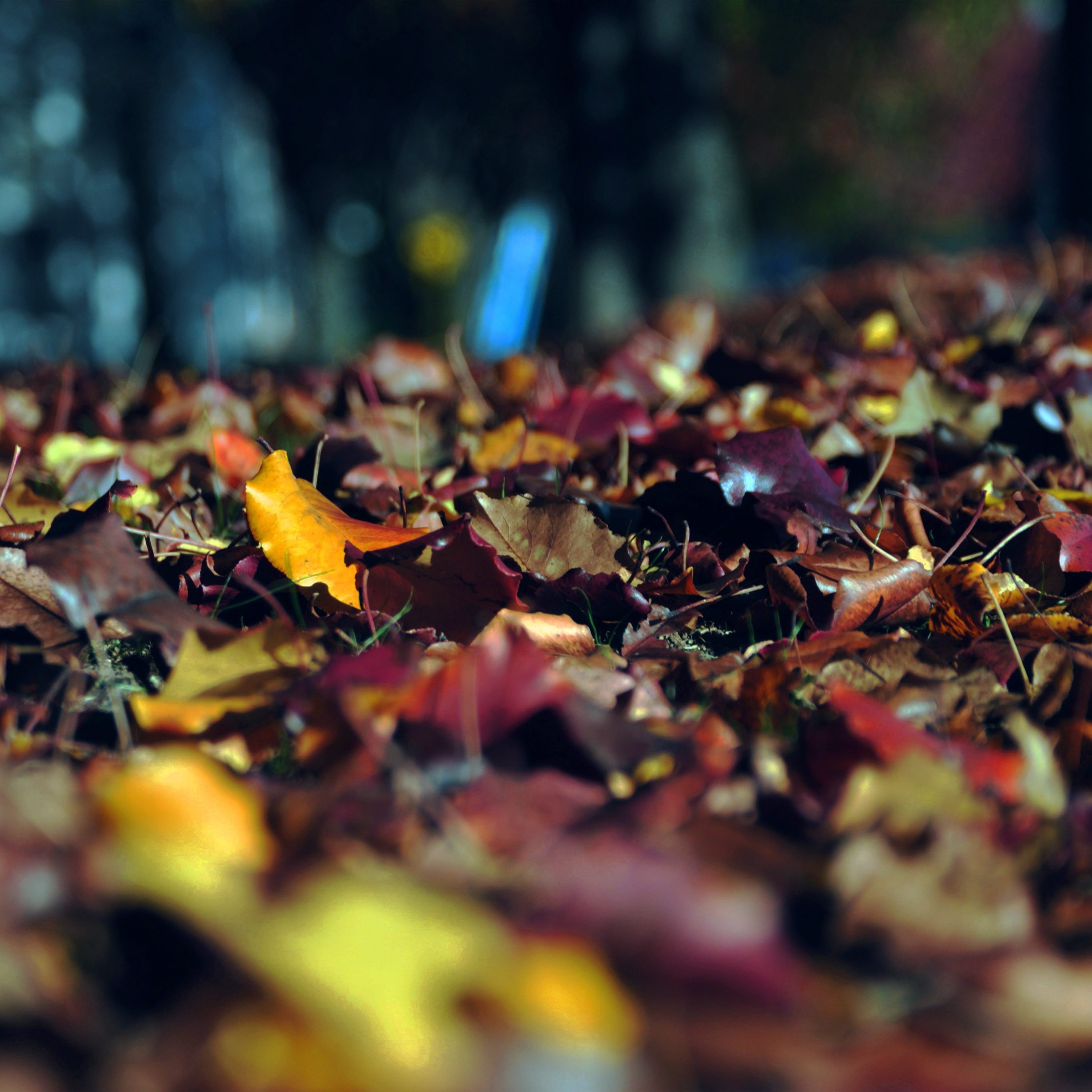 Fall Mountain Leaf Brown Bokeh Nature Dark Wallpaper