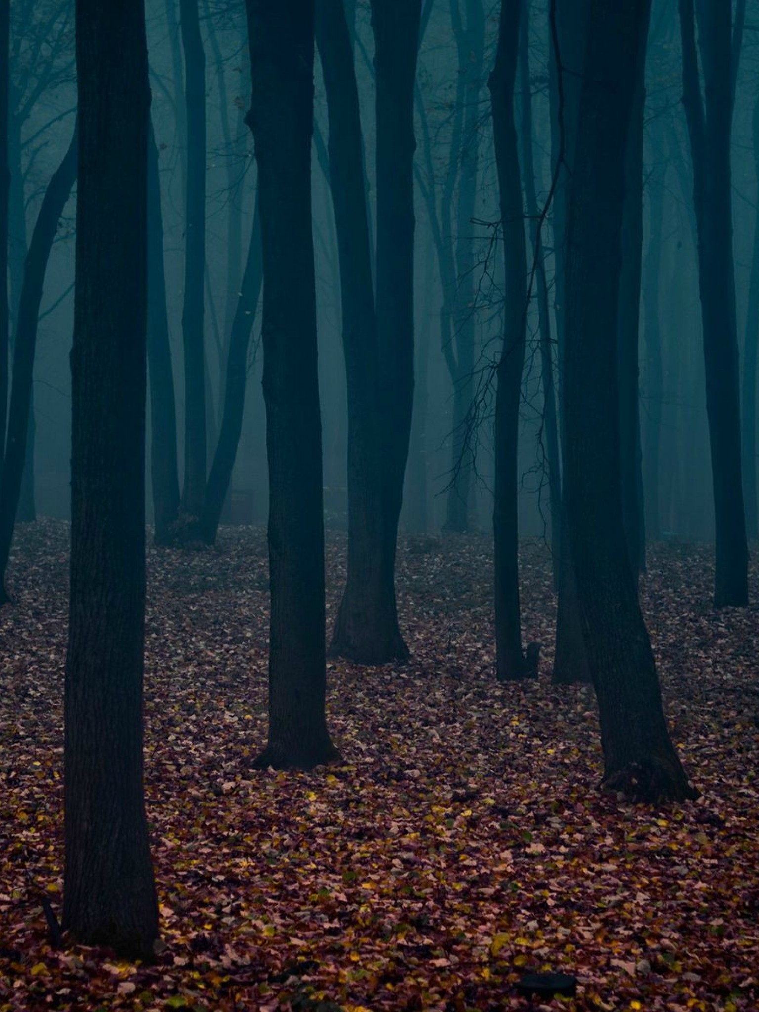 Dark Forest HD Wallpaper Retina iPad