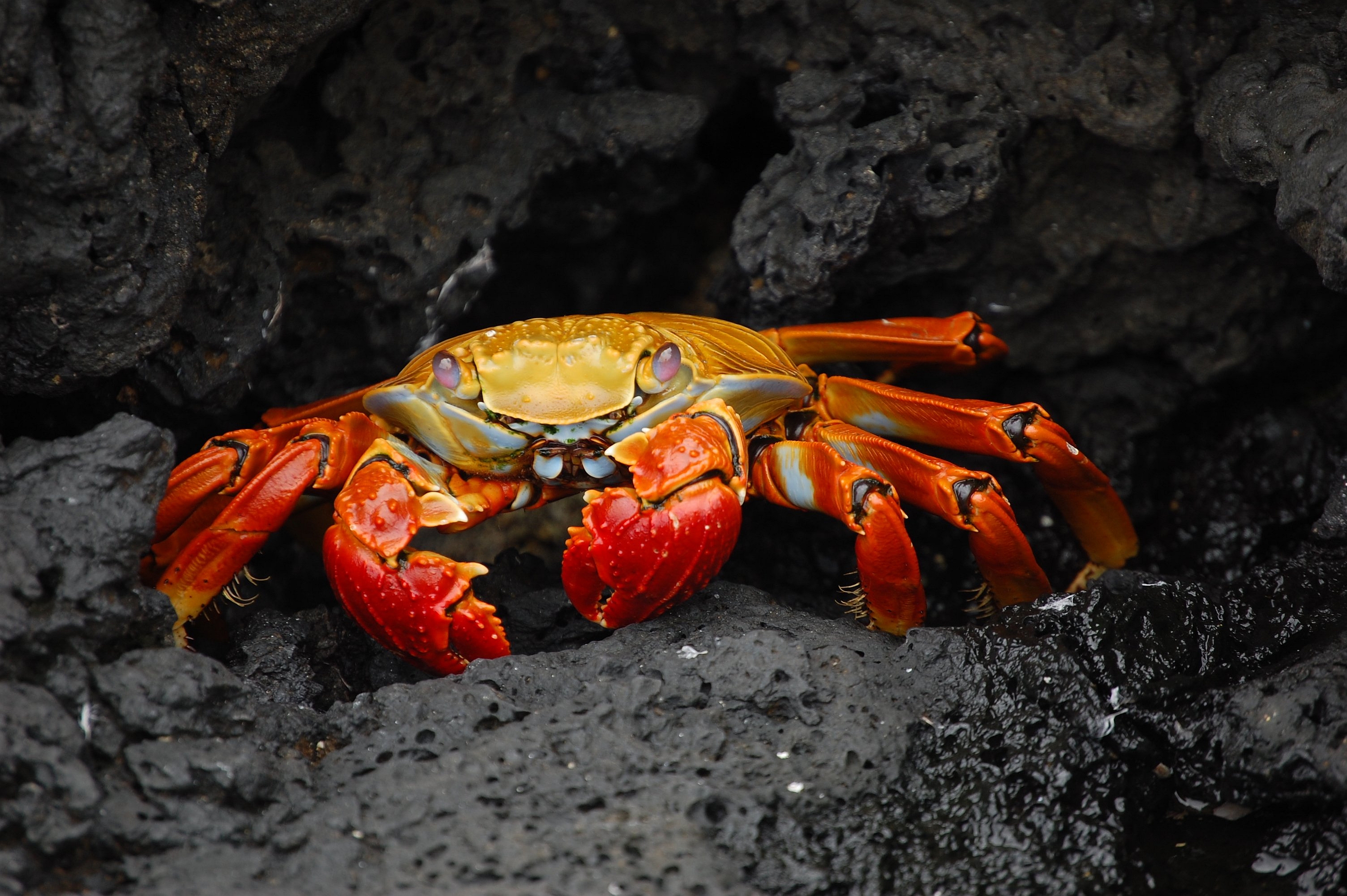 Crab HD Wallpaper and Background