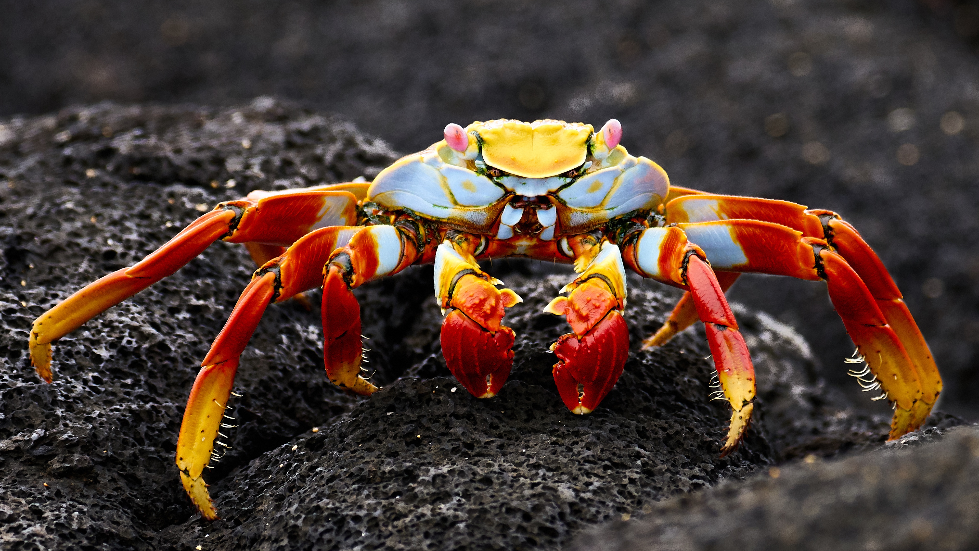 4K Crustacean Wallpaper and Background Image