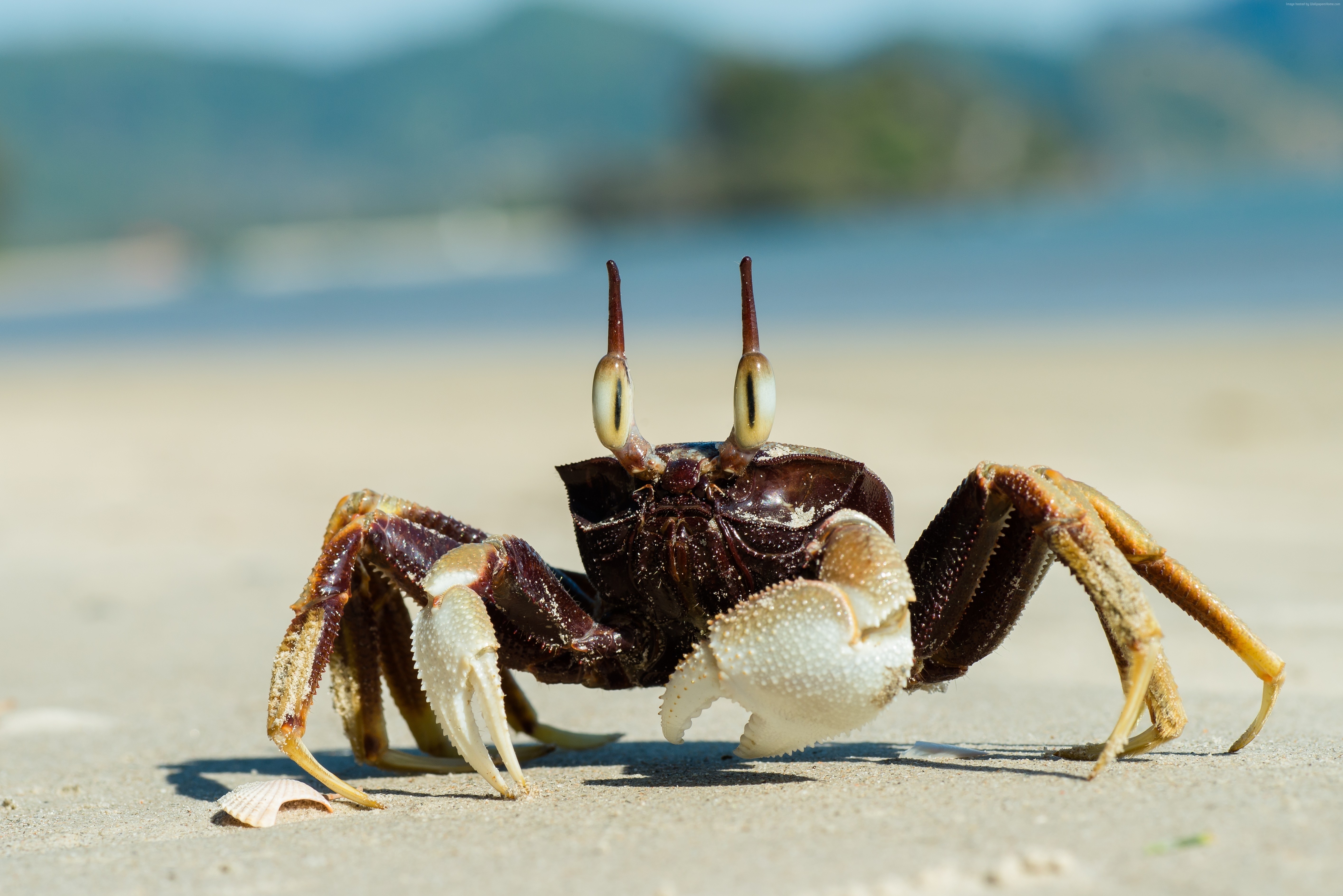 Crab 4K, Sea Life Gallery HD Wallpaper
