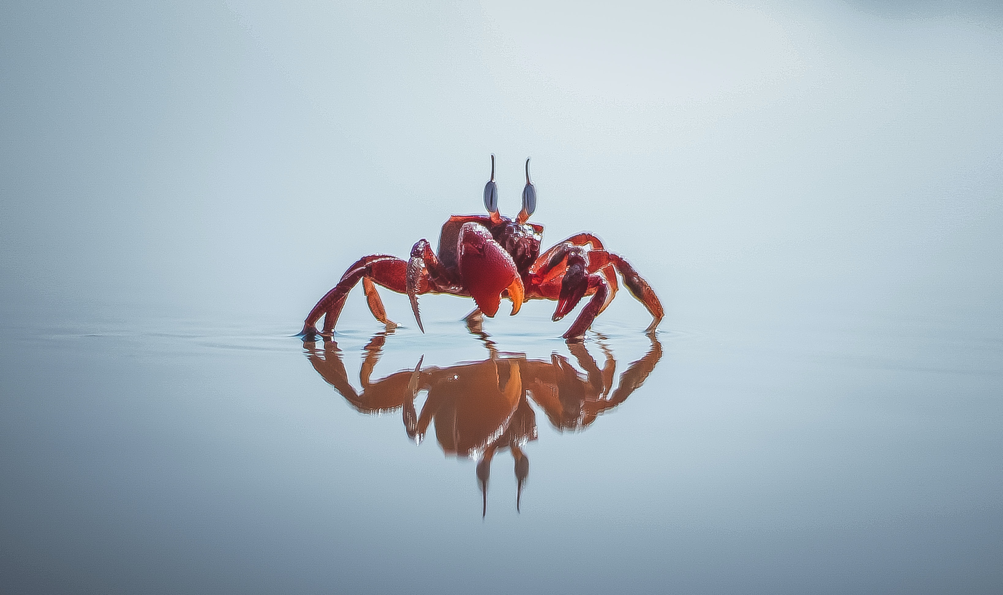 Crab Photo, Download The BEST Free Crab & HD Image
