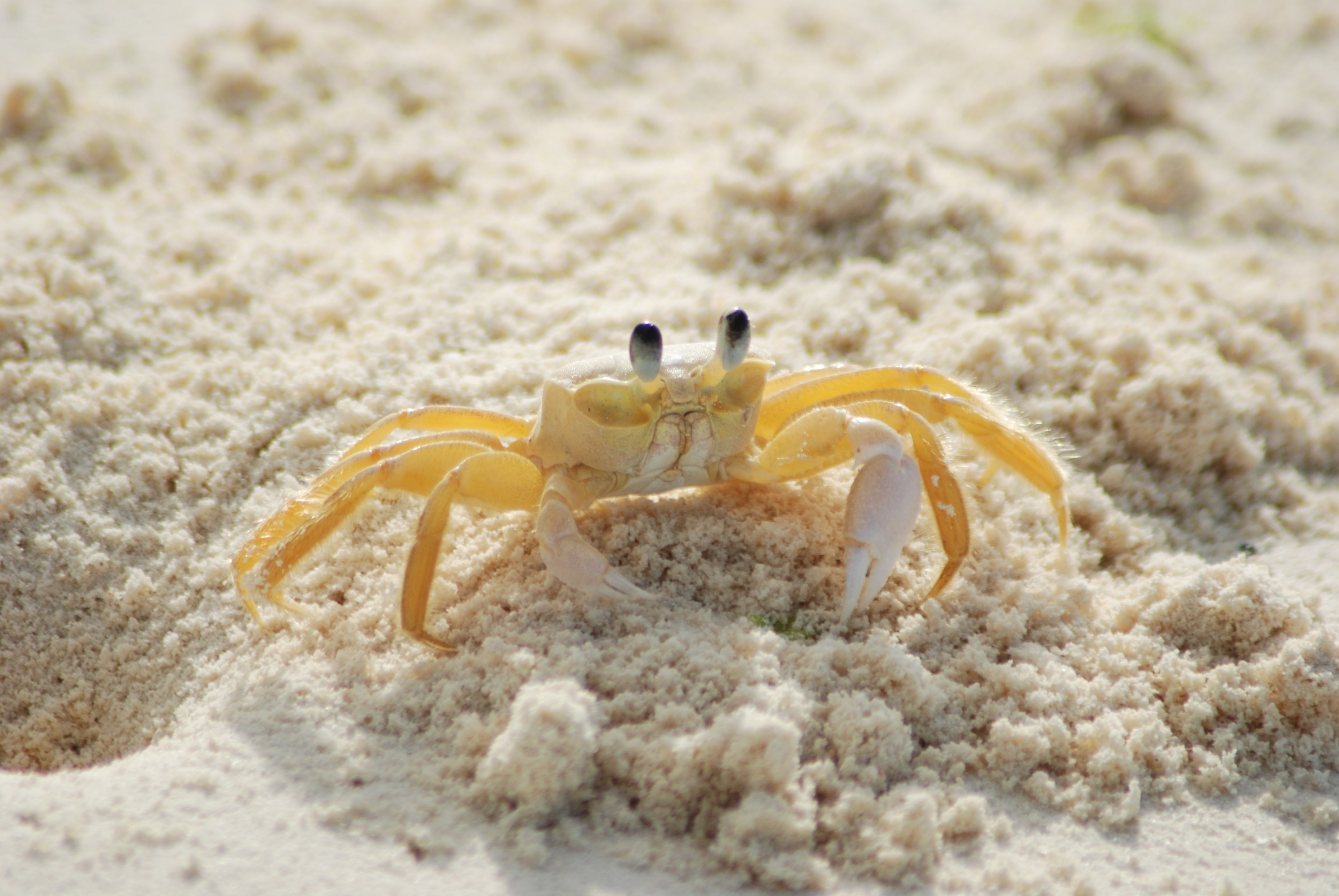Wallpaper / crab yellow ocypode quadrata atlantic ghost crab 4k wallpaper free download