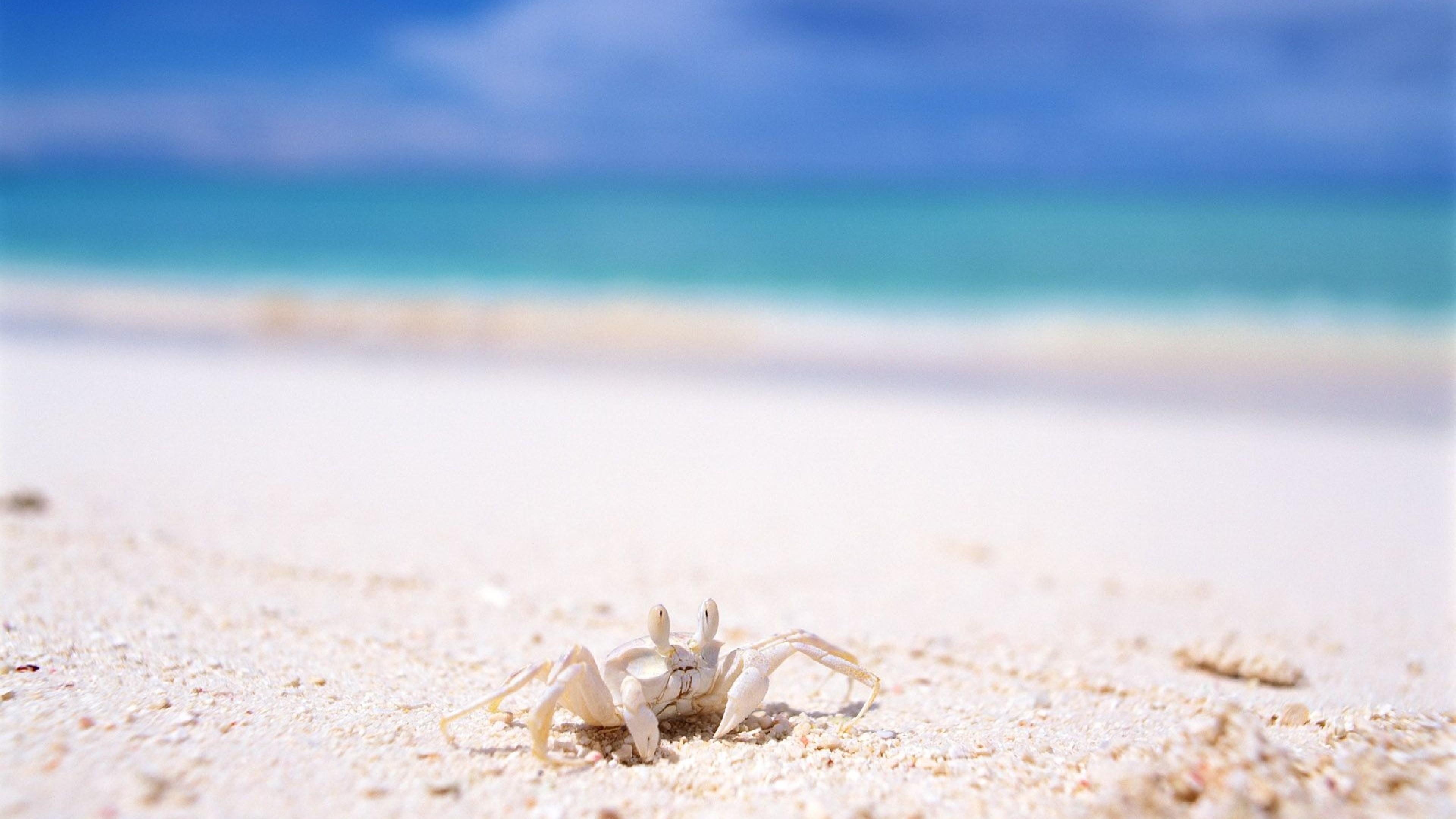 Ghost Crab HD Wallpaper 4K Ultra HD