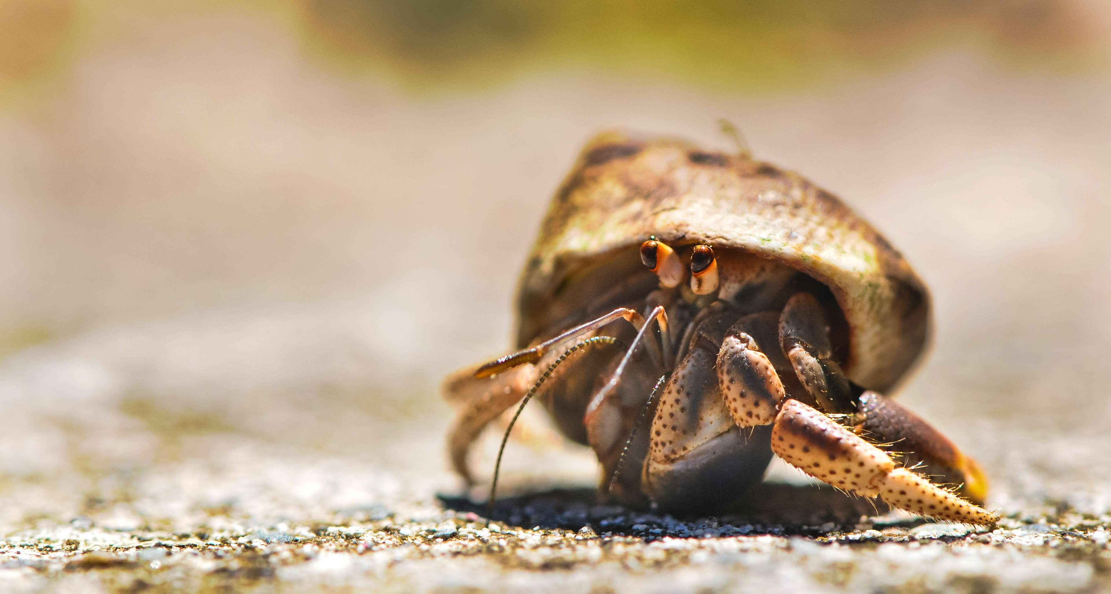 animal, beach, close up view, crab, ocean, sea 4k wallpaper