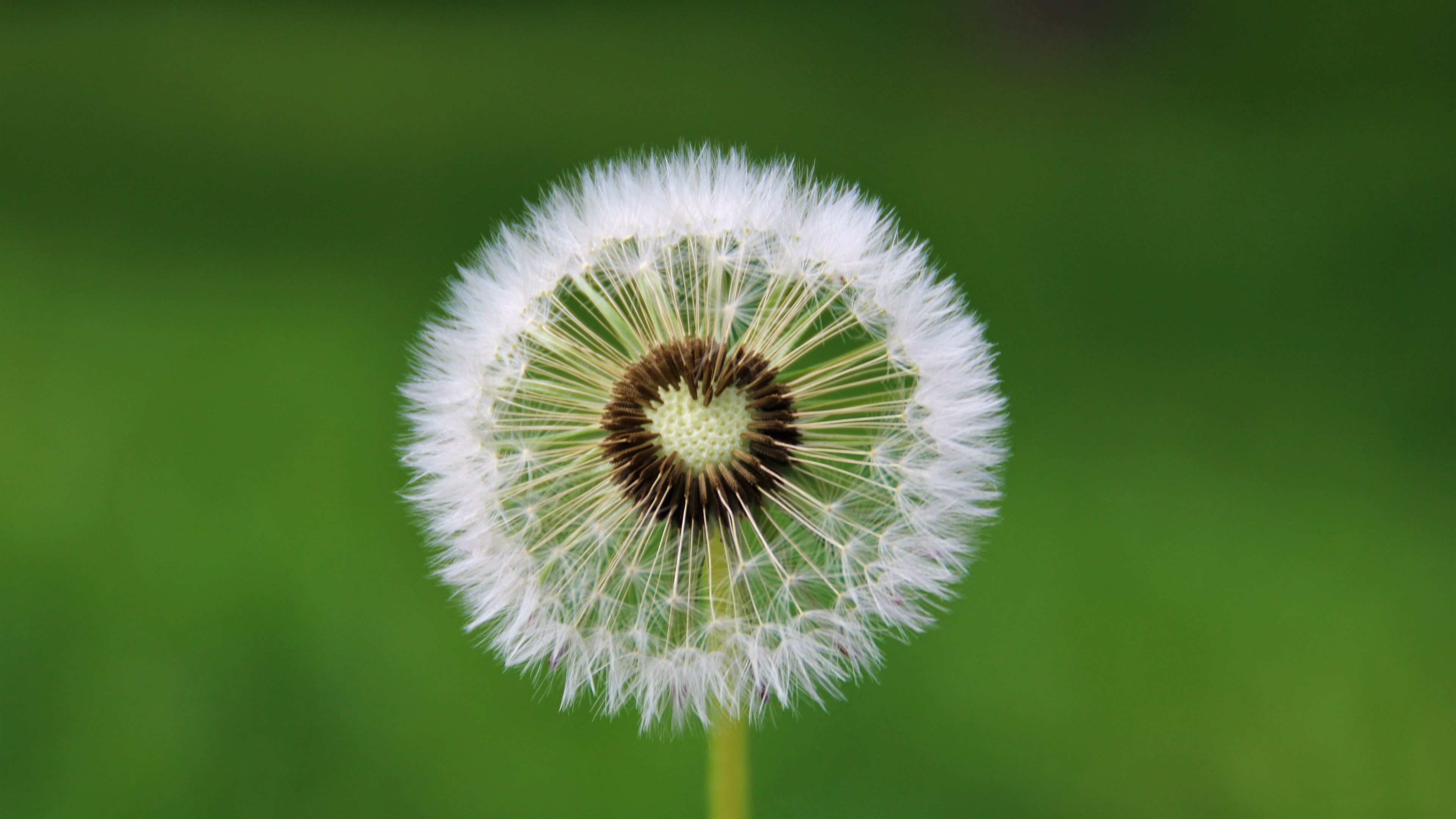Dandelion flower Wallpaper 4K, Heart, White, Green background