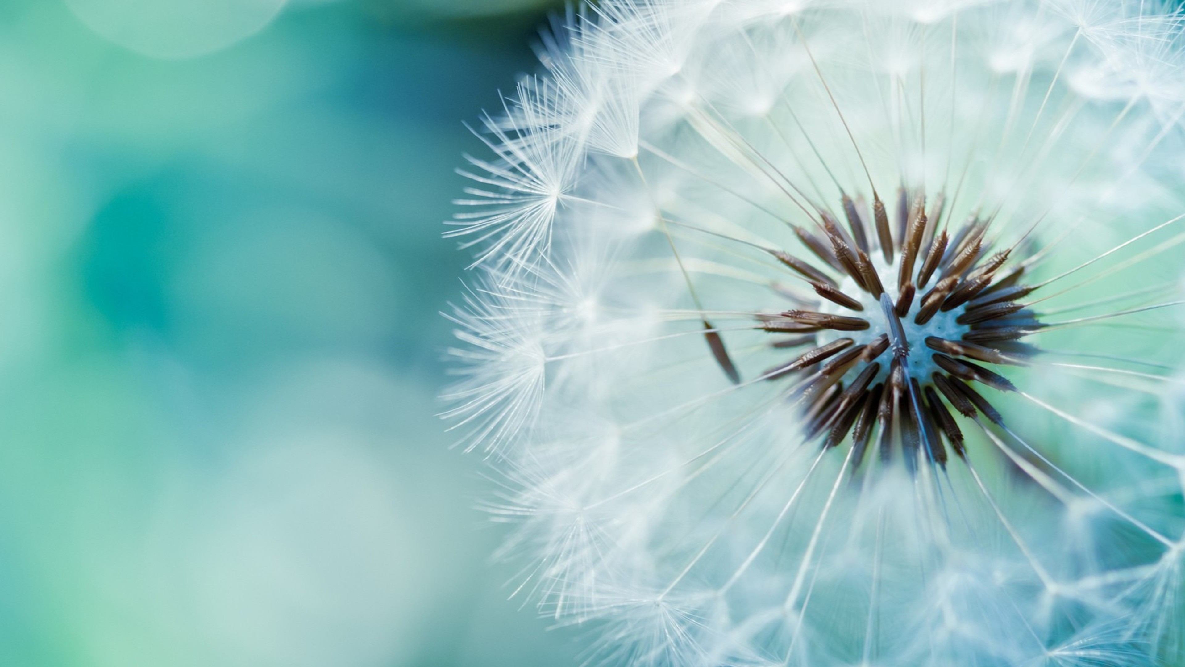 Wallpaper dandelion, flower, 4k, Nature