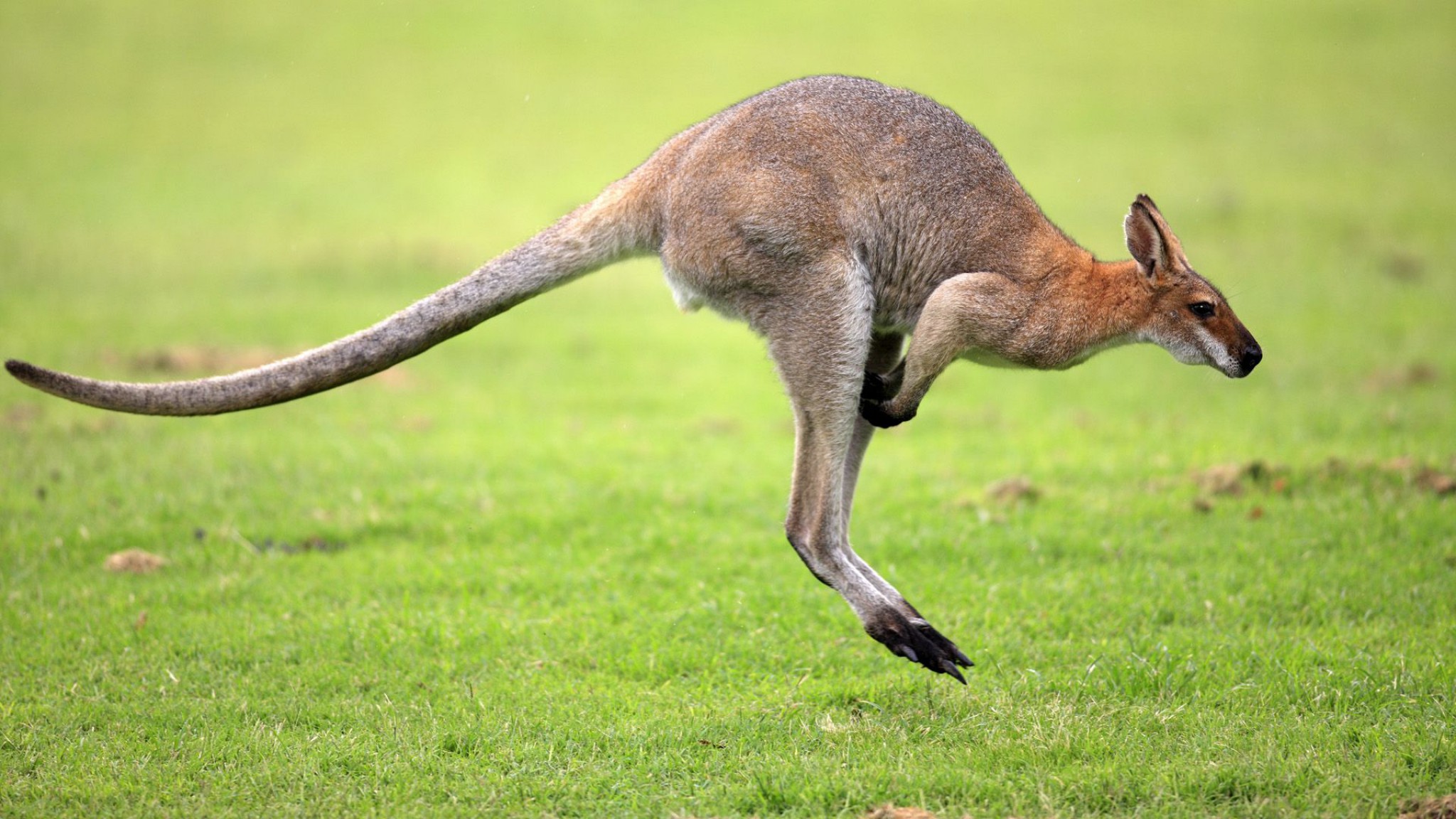 Kenguru. Creepy animals, Kangaroo image, Australian animals