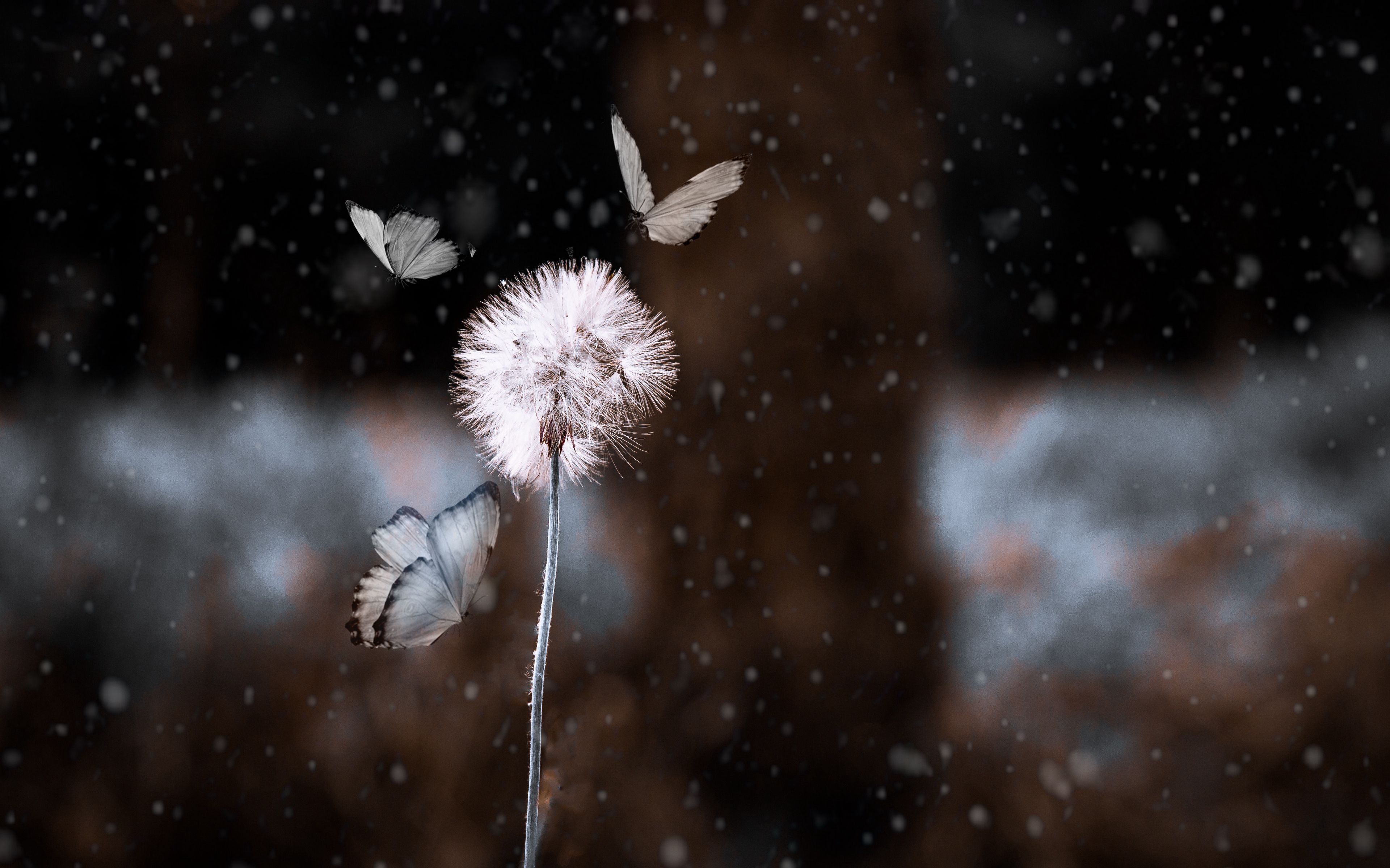 Download wallpaper 3840x2400 dandelion, butterflies, photohop, blur, flower, insect 4k ultra HD 16:10 HD background