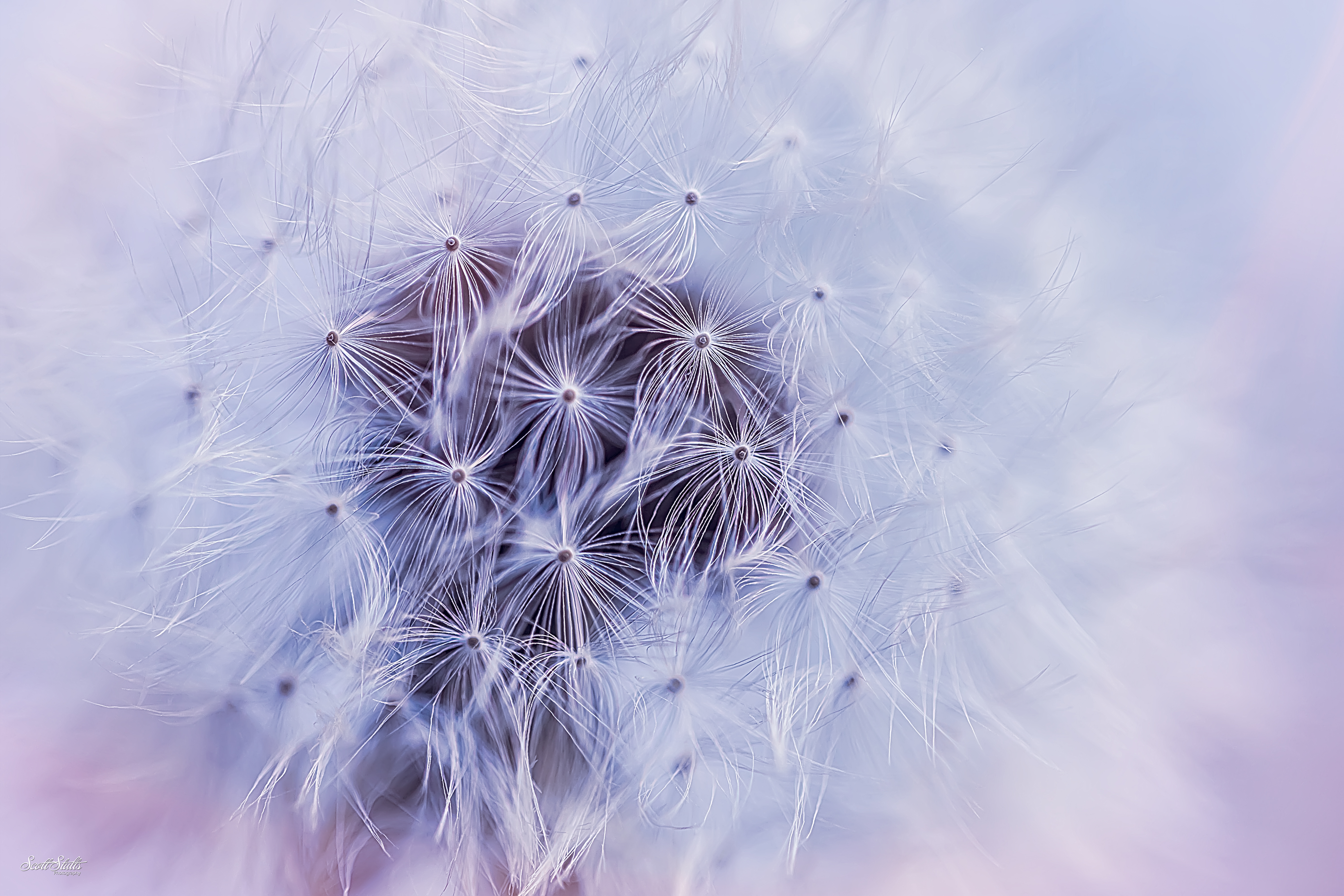 Dandelion Wallpaper and Background