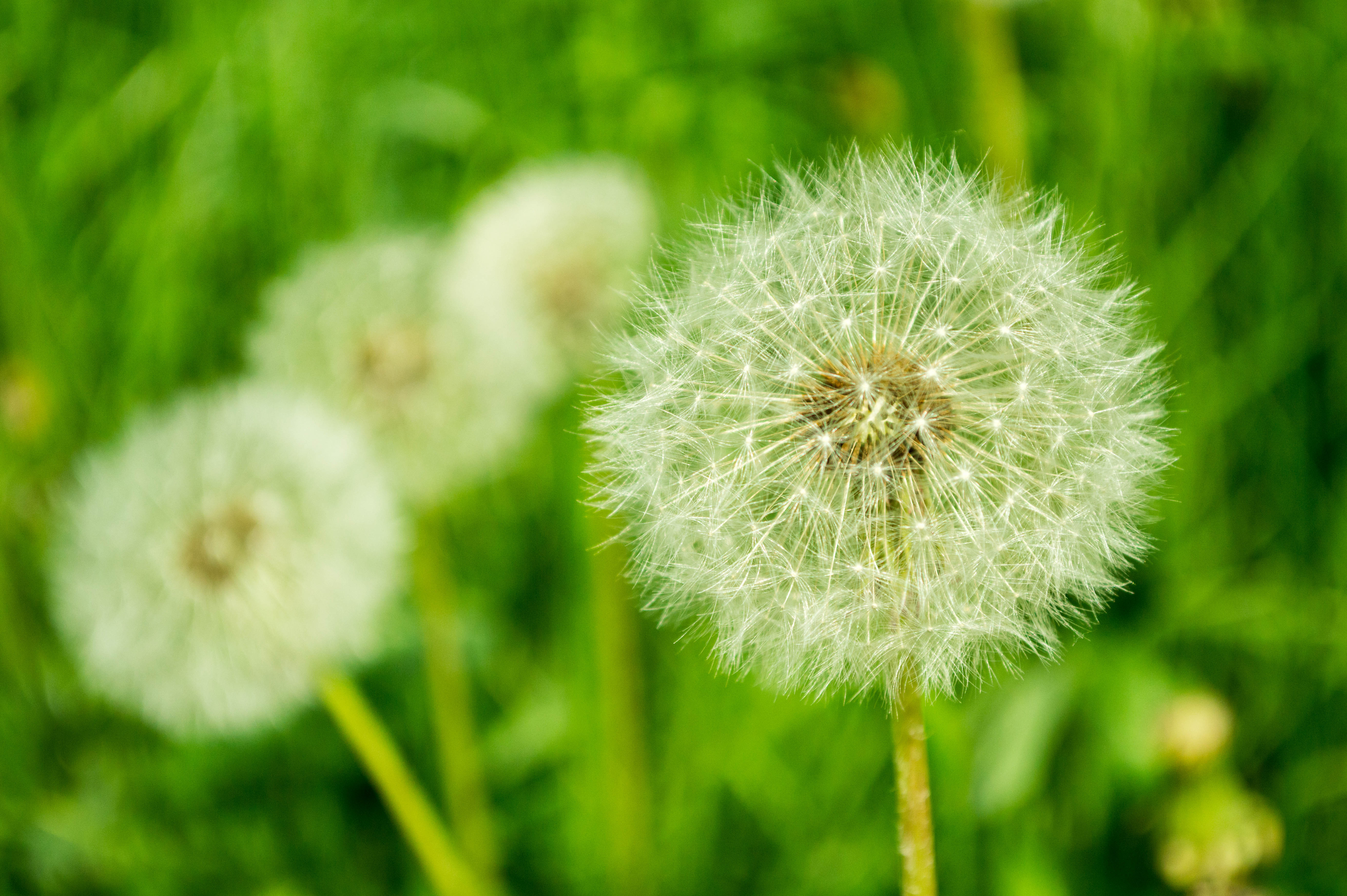 Nature Dandelion 4k Ultra HD Wallpaper