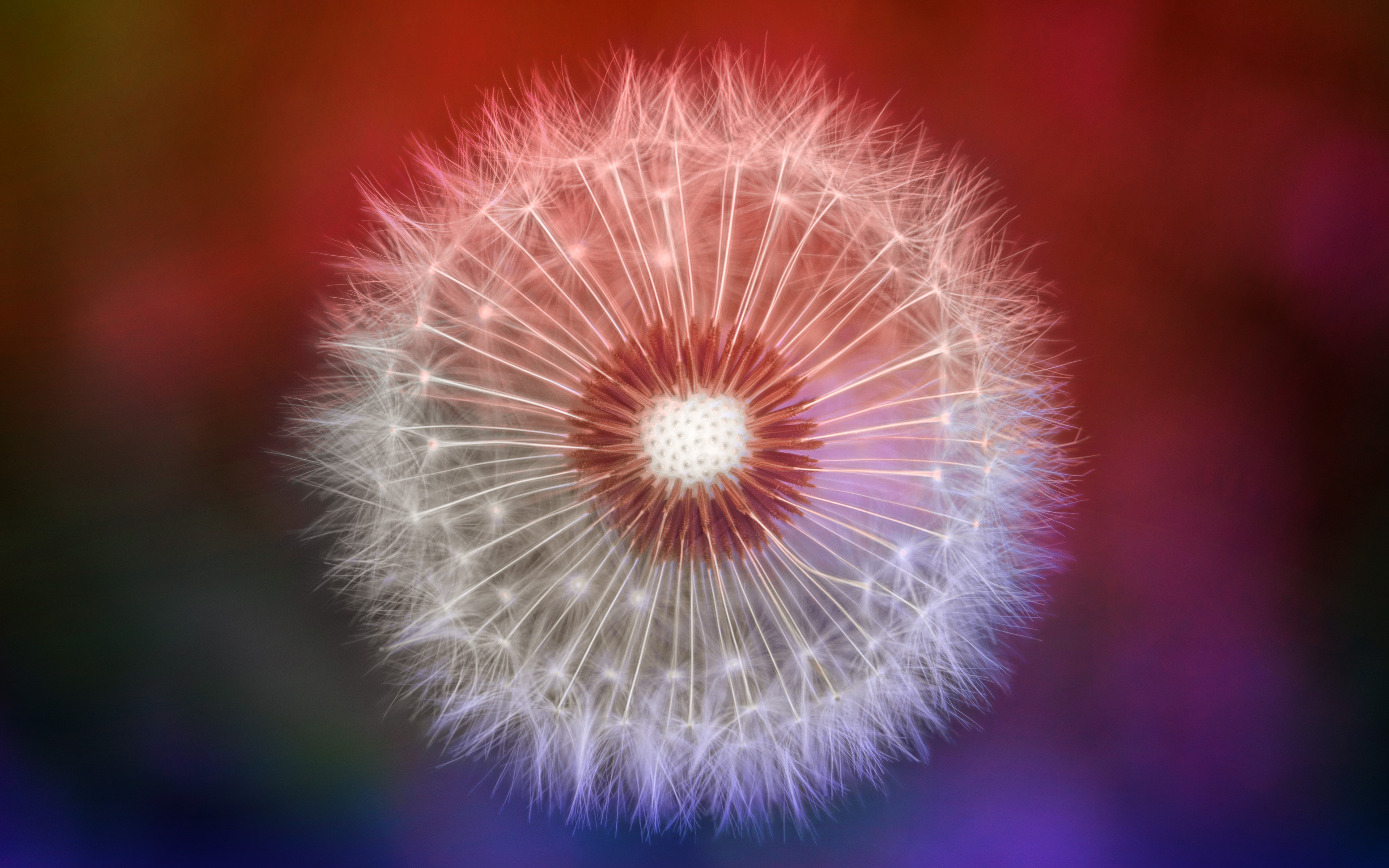 Download wallpaper 3840x2400 dandelion, fluffy, flower, portrait 4k wallaper, 4k ultra HD 16:10 wallpaper, 3840x2400 HD background, 6831