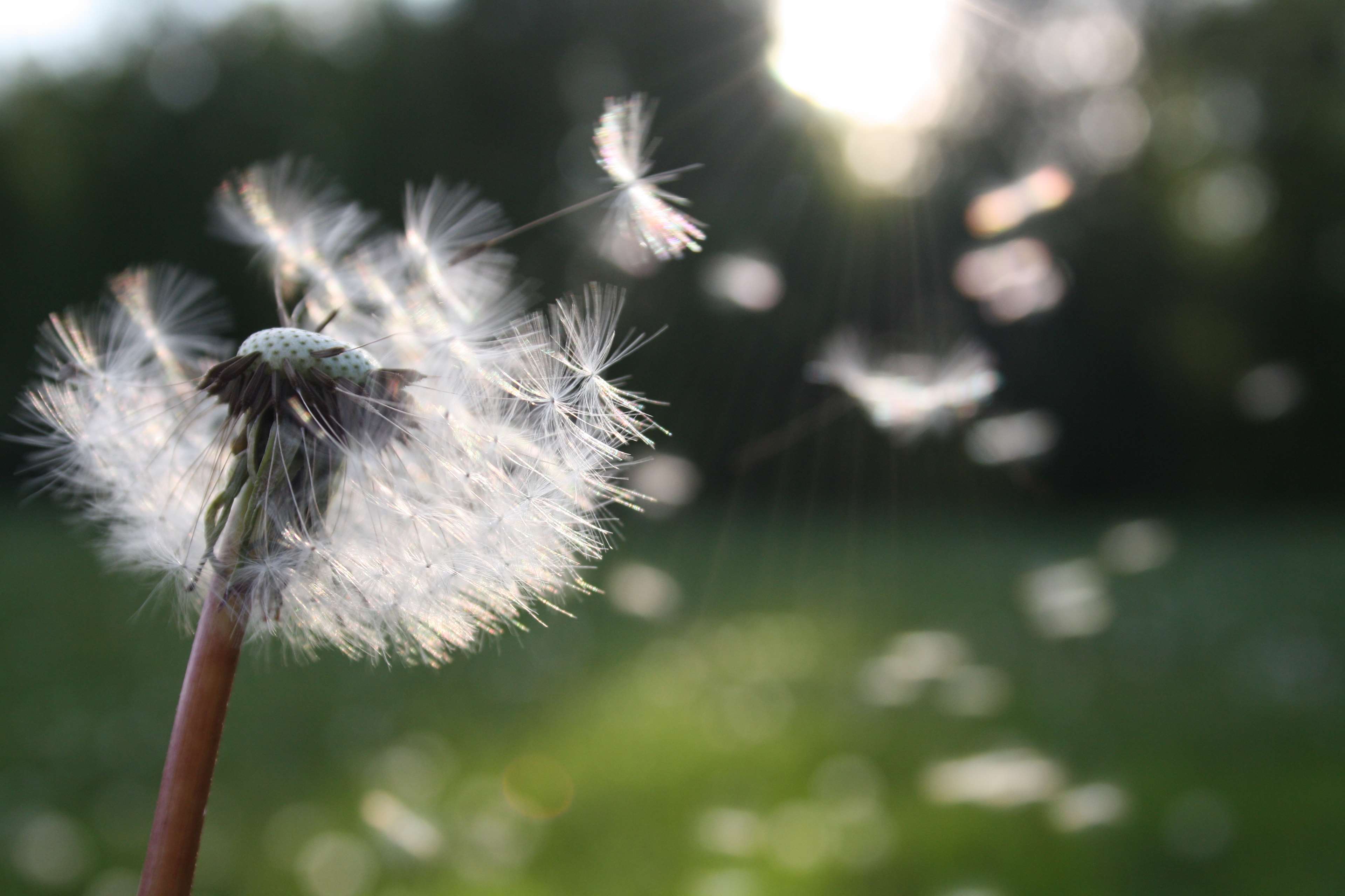 blowball, dandelion, dandelion seed, environment, flower, freedom, fresh, growth, luck, nature, plant, pollen, seed, single flower, spring, sunlight, wind, wishes 4k wallpaper