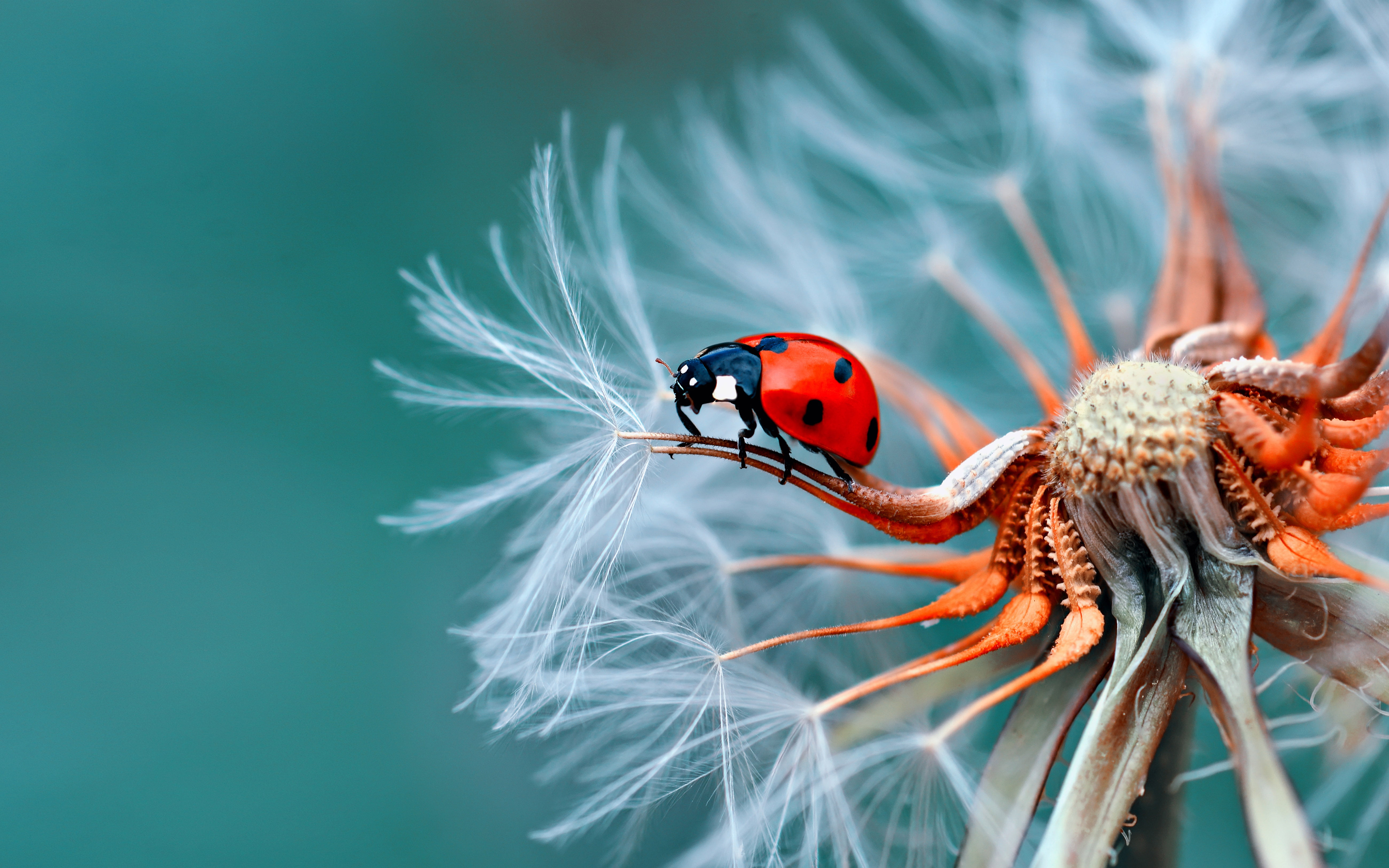 Insect Bubamara On Dandelion Macro Photography Ultra HD Wallpaper For Desktop Mobile Phones And LapÃ—2400